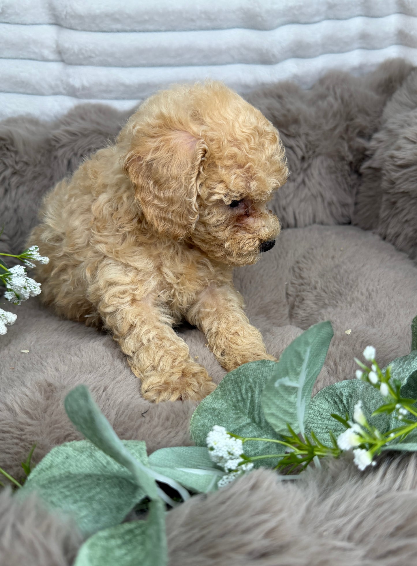 Toffee 🤎 | Male Cavapoo Puppy