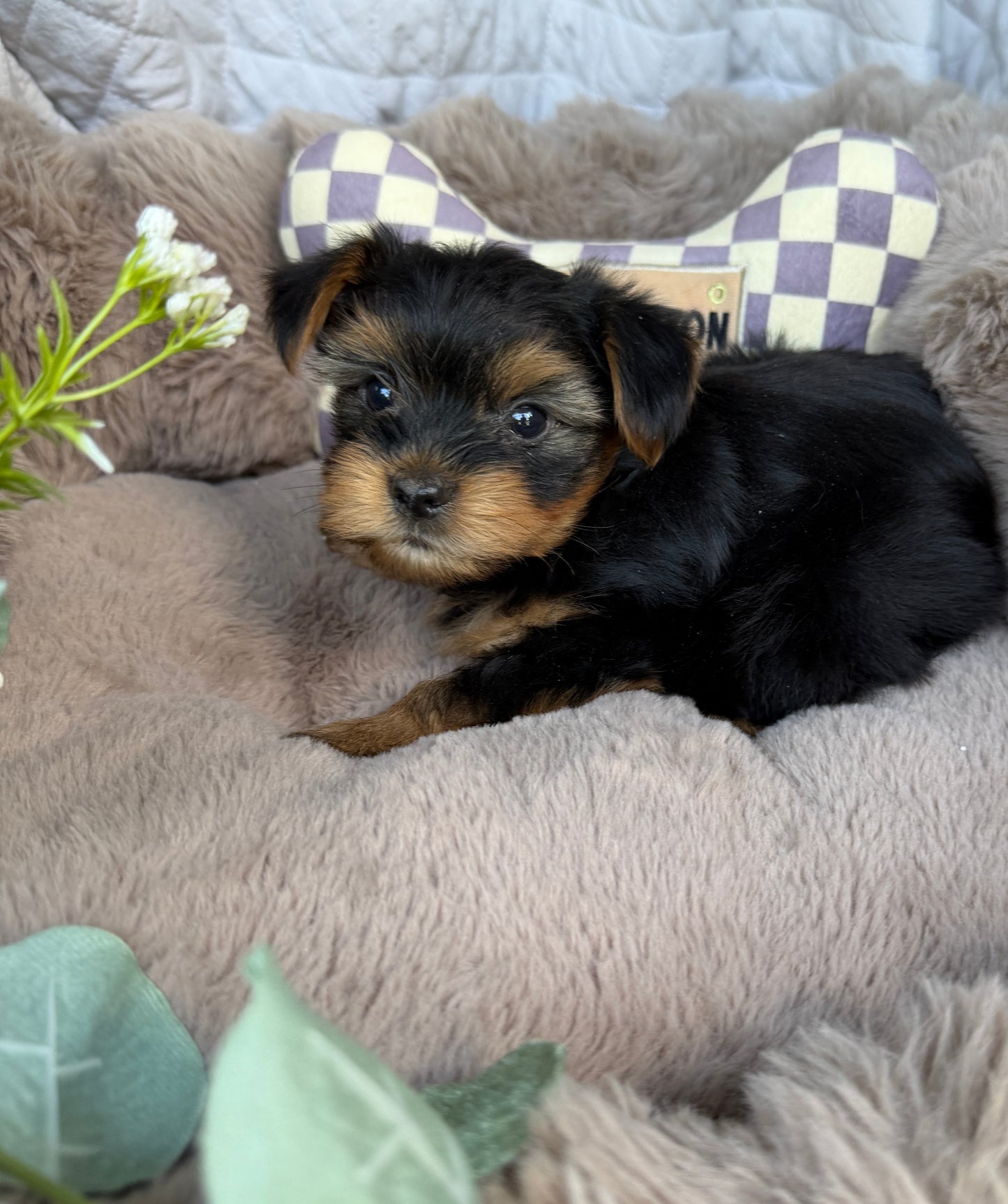 Luca 💙 | Male Toy Yorkie