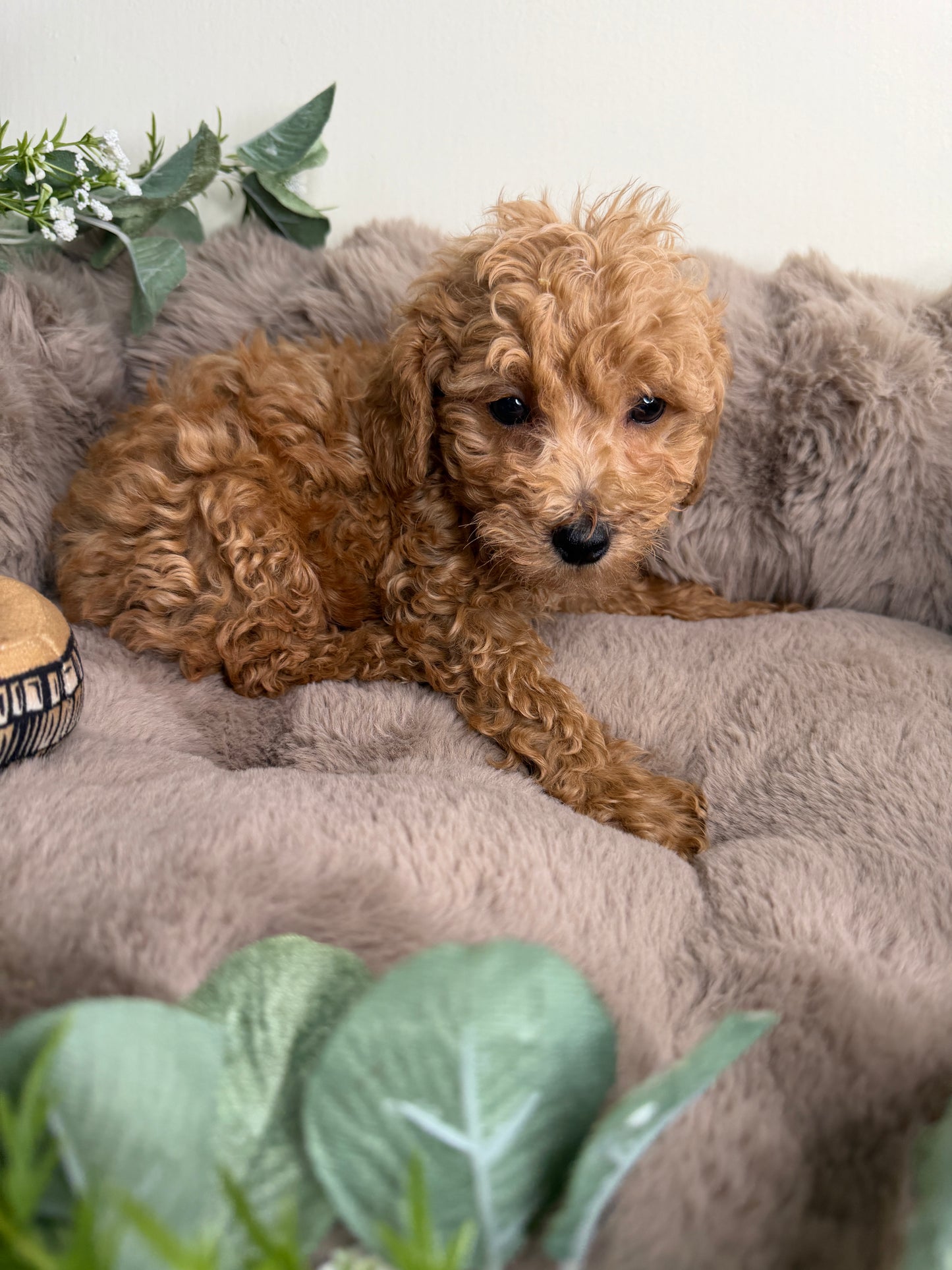 Jace ✨ | Male Toy Poodle