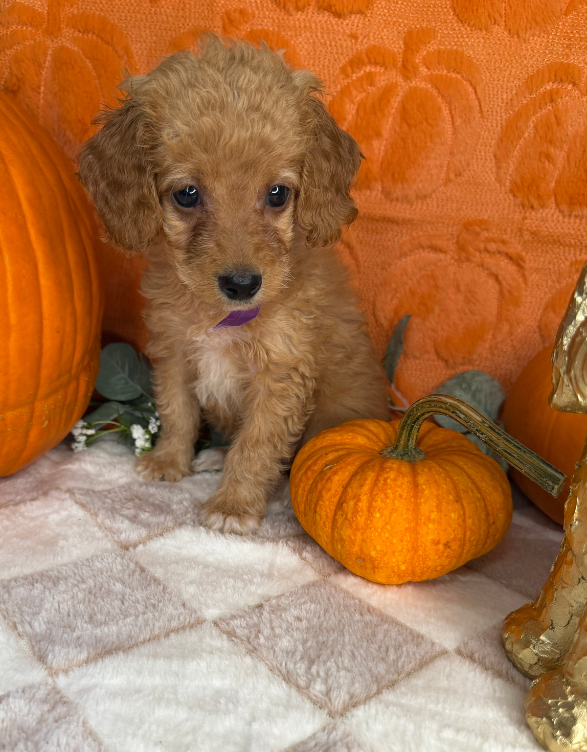 Penelope: Toy Poodle
