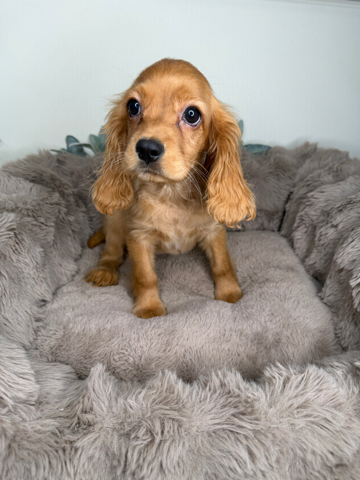 Meet Honey 🍯🤎 Female Cocker Spaniel