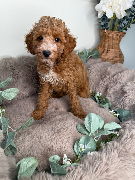 Delilah 🌸 | Female Cockapoo Puppy