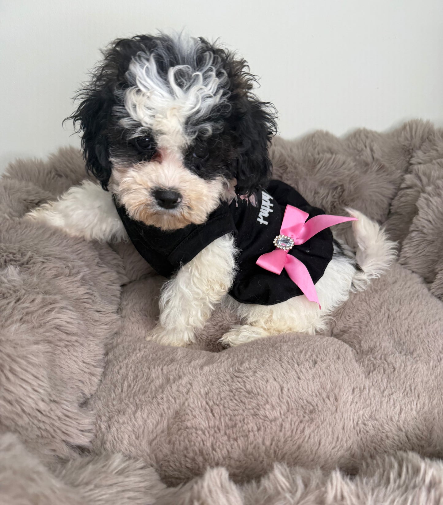 Lillian “Lil” 🌸 | Female Maltipoo