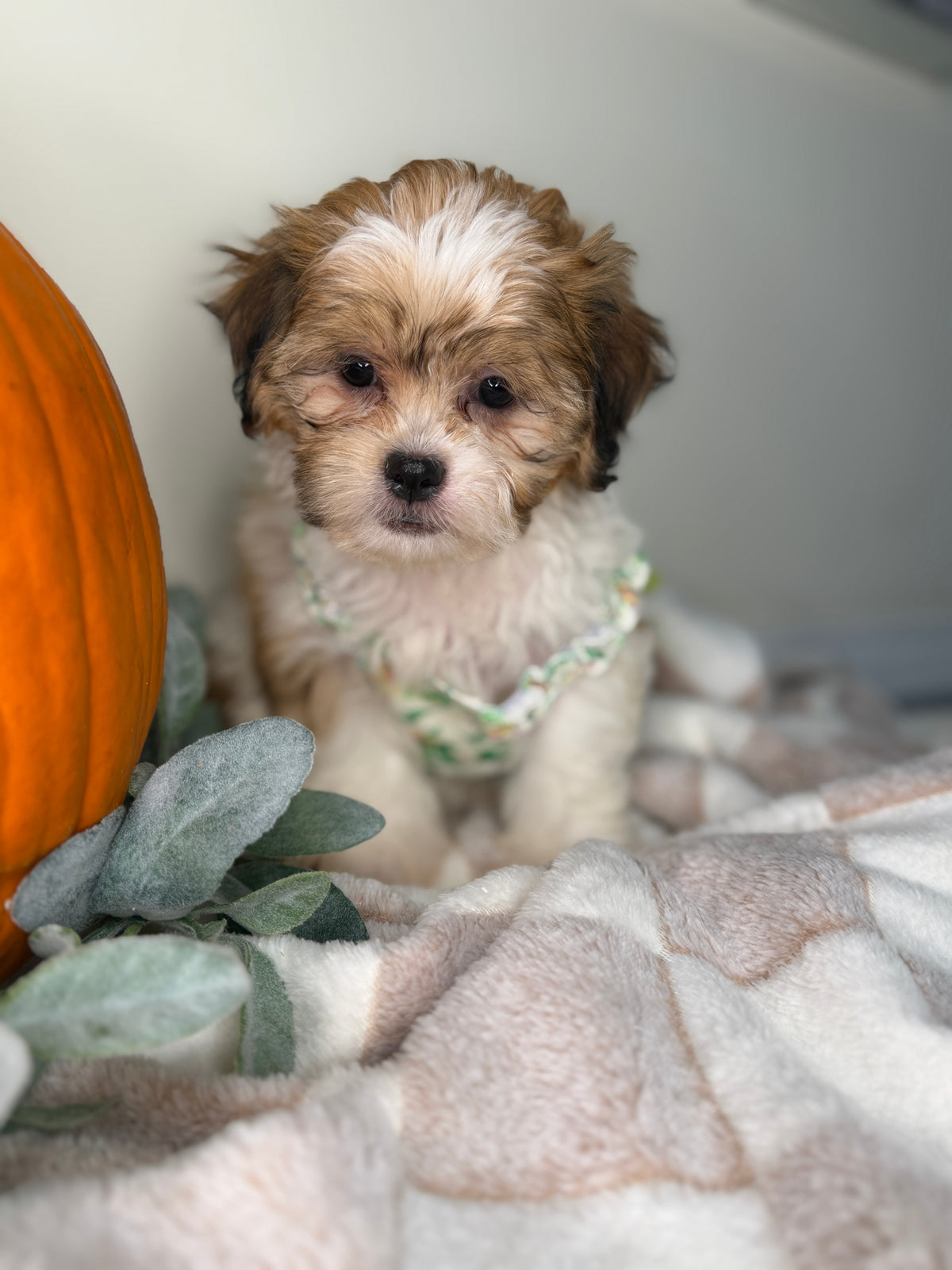 Clover: Maltipoo Girl