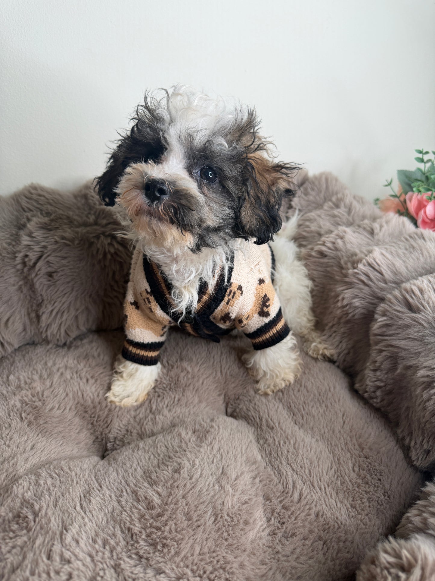 Phillip “Phil” 🐾 | Male Maltipoo