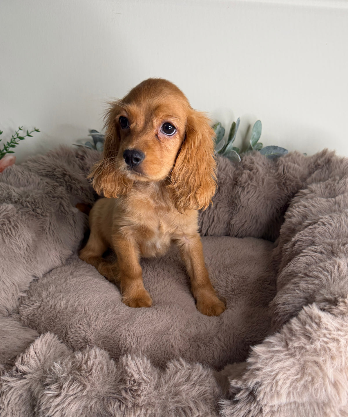 Meet Honey 🍯🤎 Female Cocker Spaniel