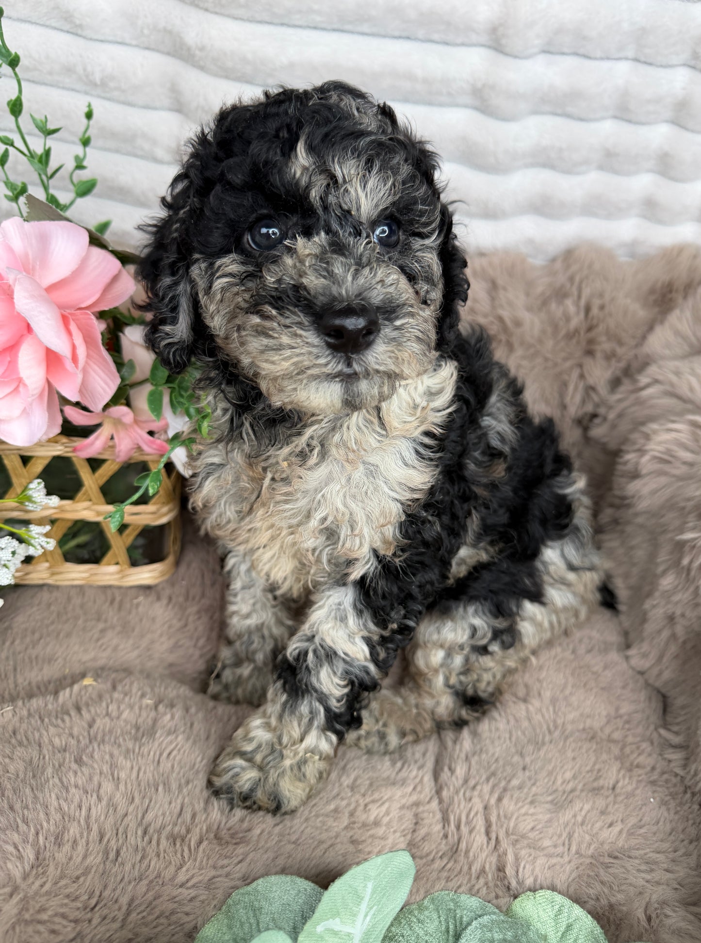 Titan 💙 | Blue Merle Toy Poodle