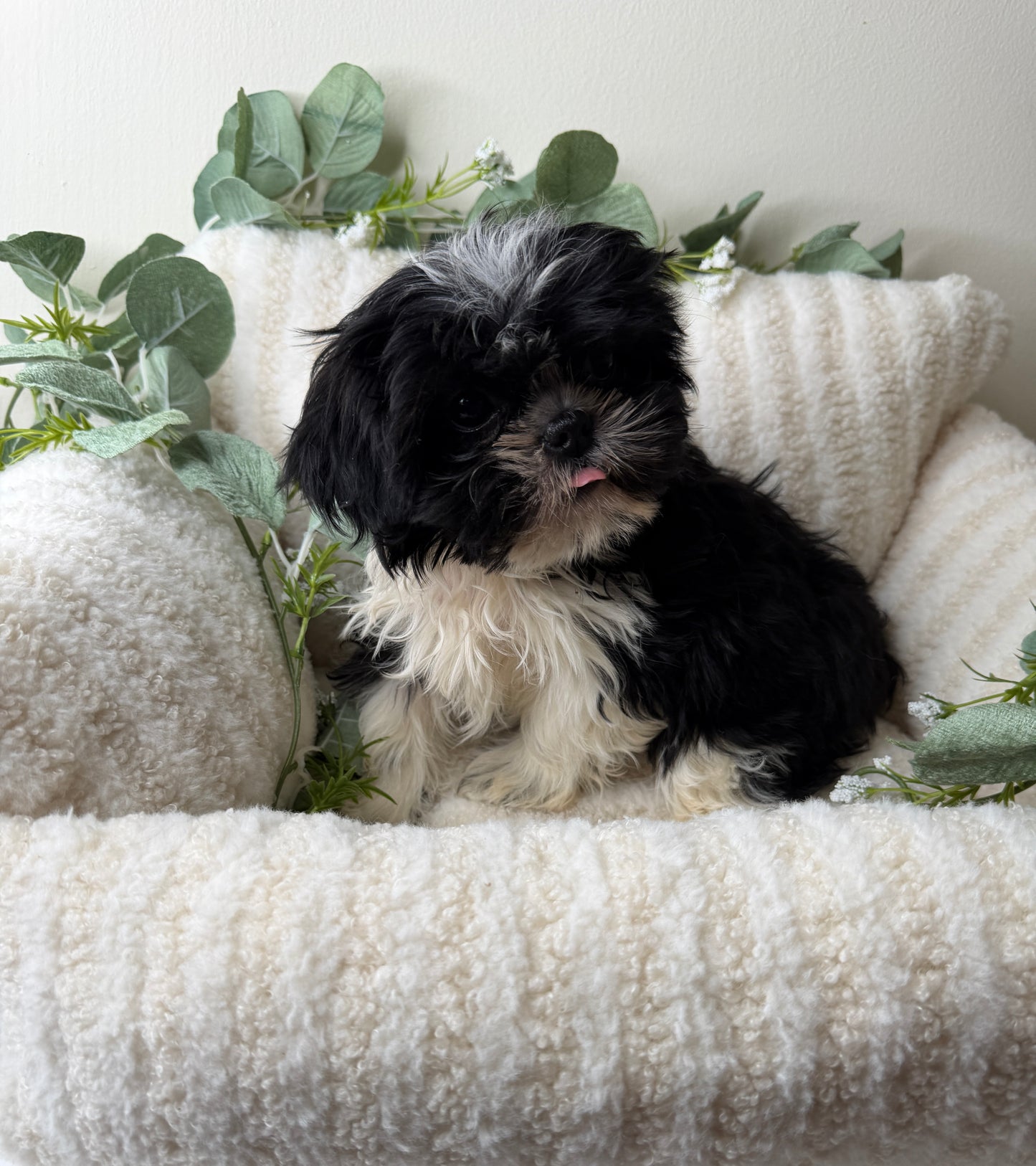 Jacob 🧸 | Male Teddy Bear Puppy