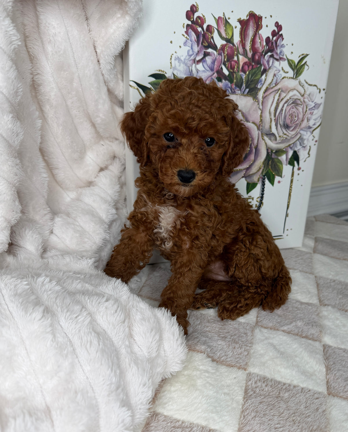Royce 💙 | Toy Male Goldendoodle Puppy