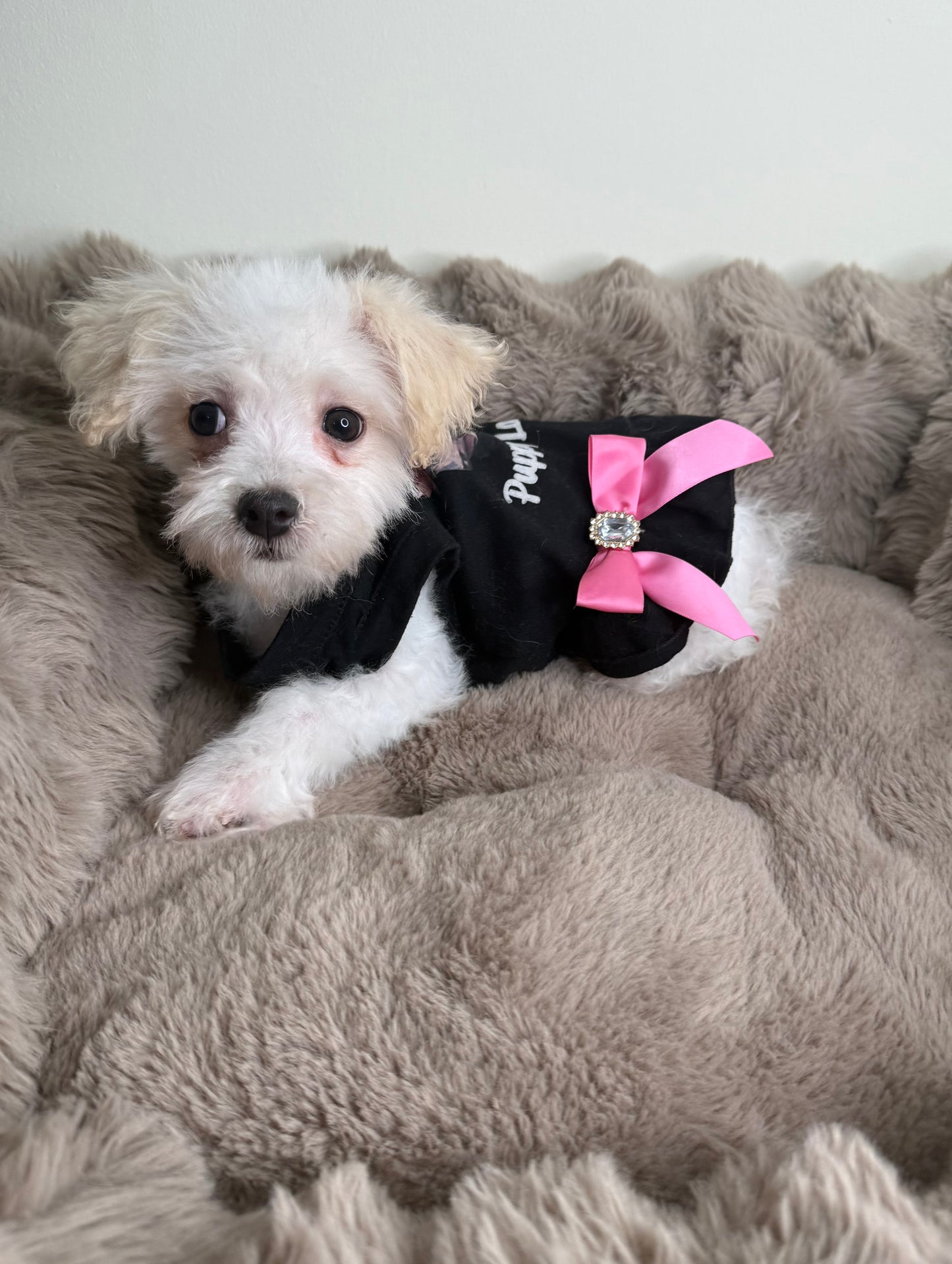 Daisy 🌼 | Female Morkie