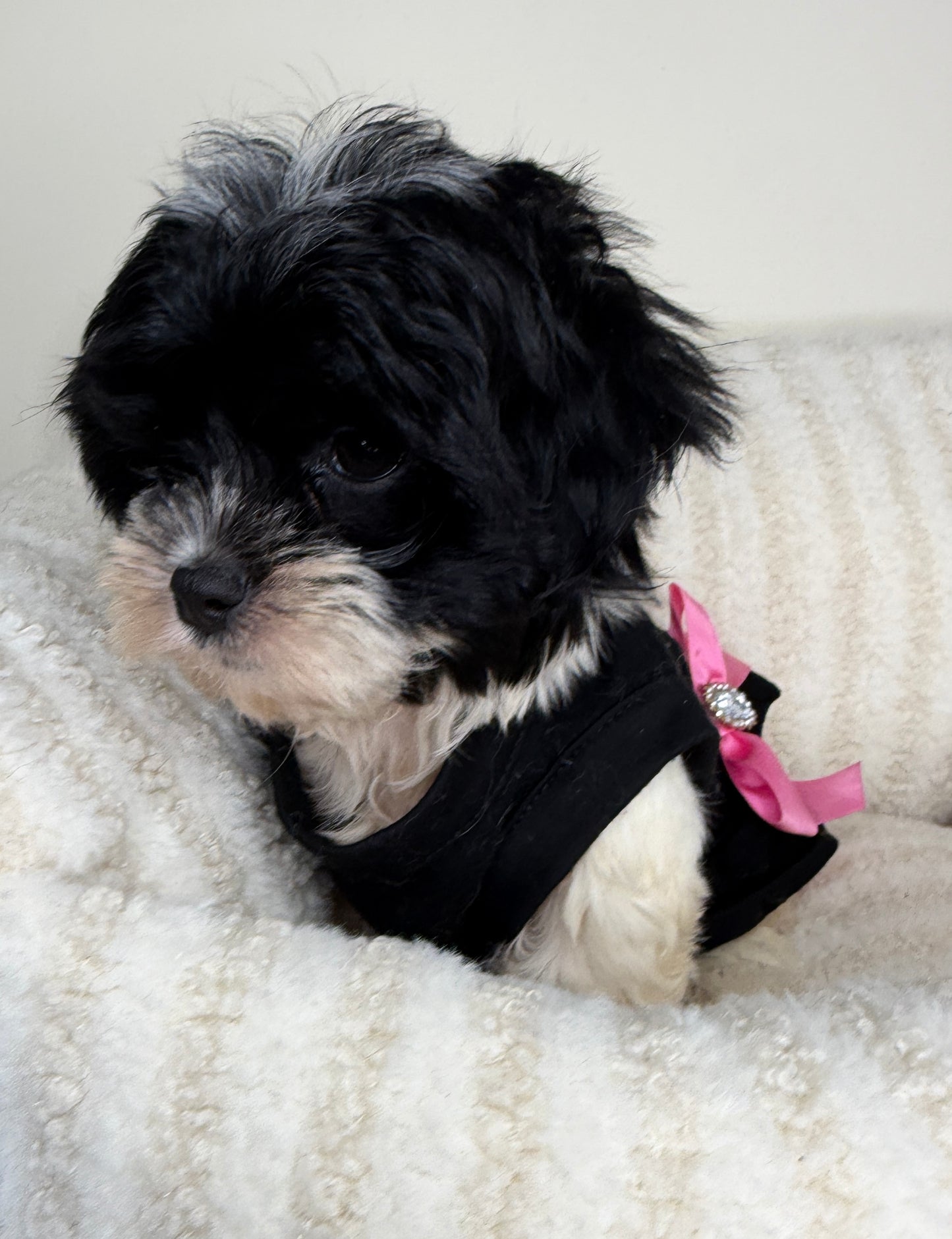 Meet Boba Female Teddy Bear 🐼🎀