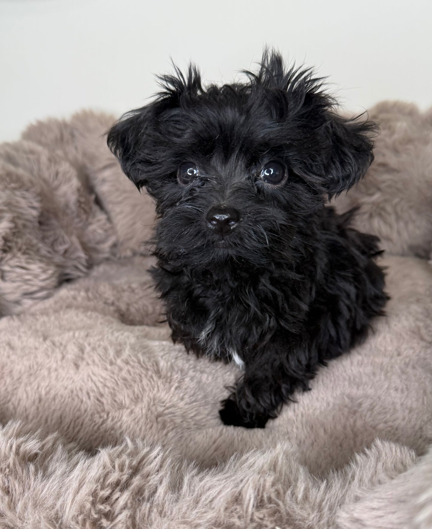 Baby Louie | Yorkie-poo