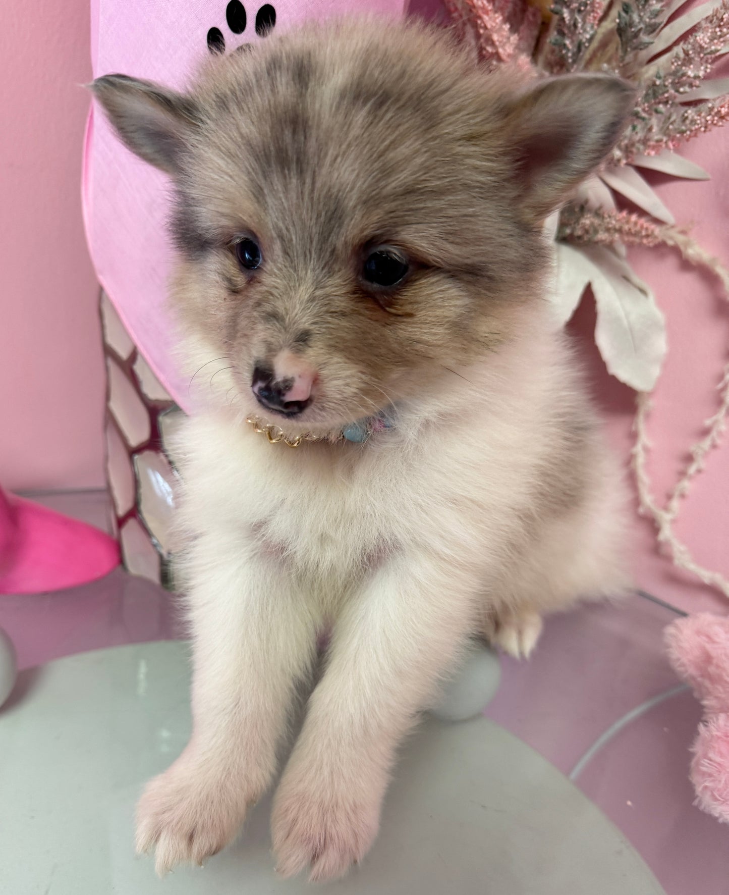 Nala” Pomsky