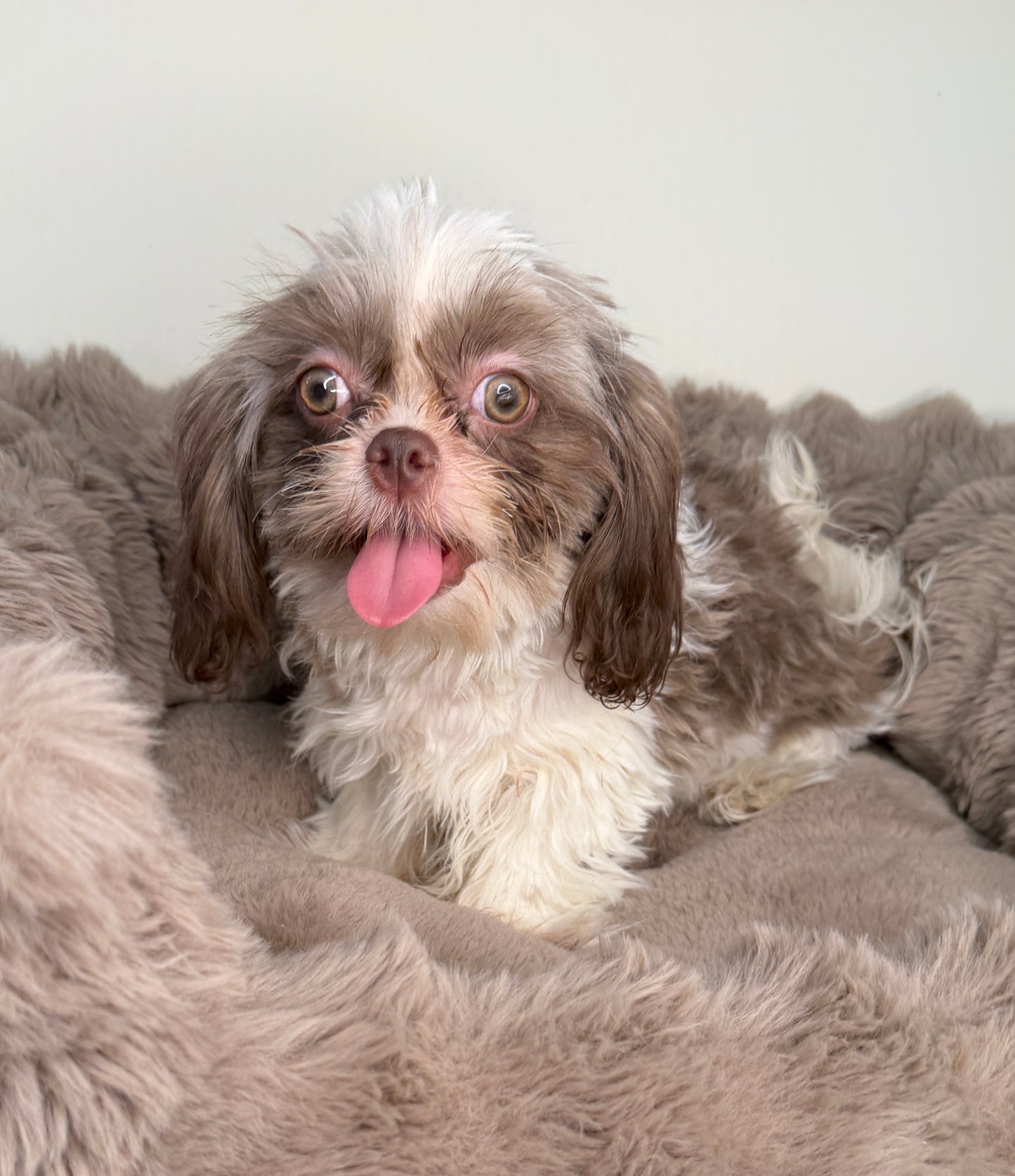 Tucker 💙 | Male Shih-Tzu Puppy