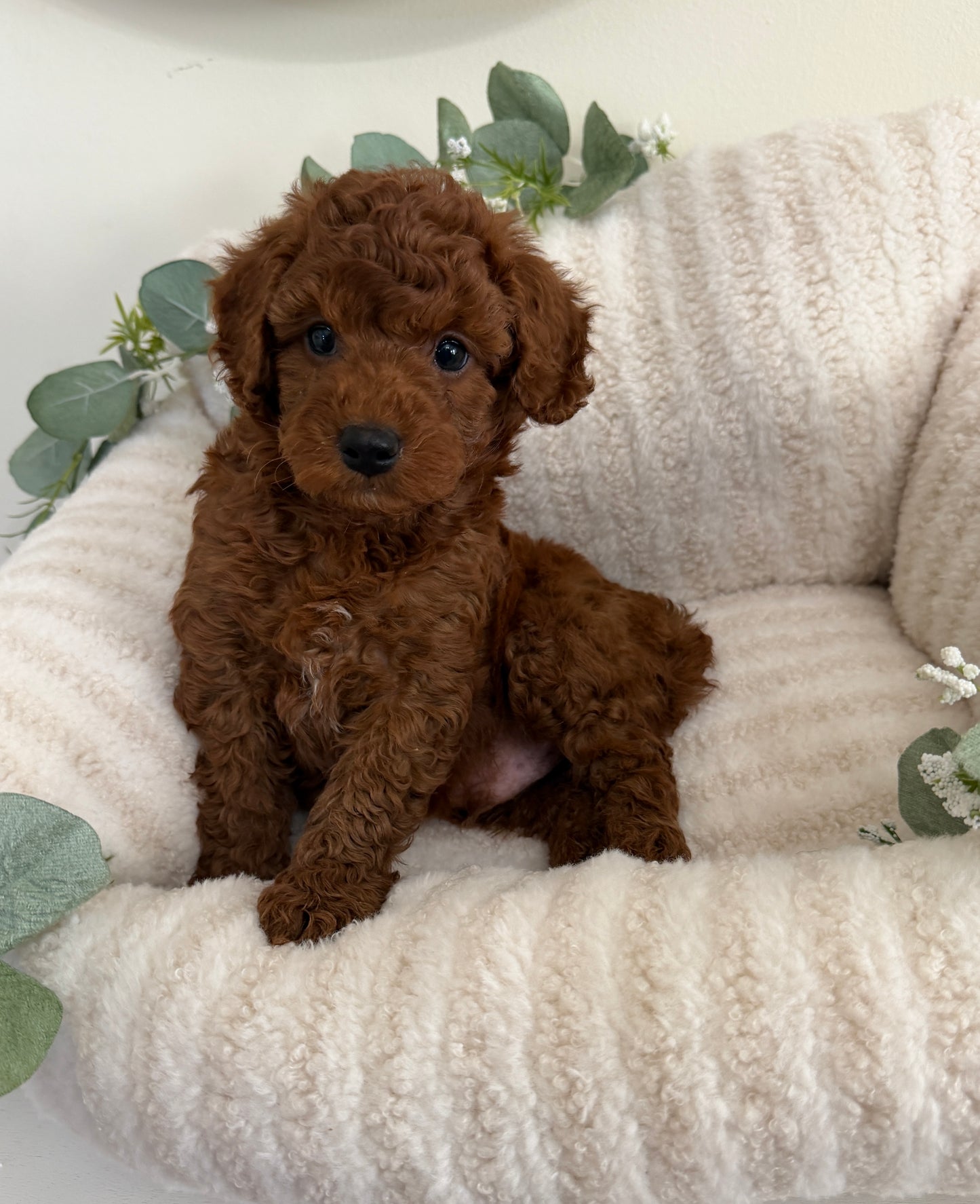 Dallas Walker 🤎 Cavapoo