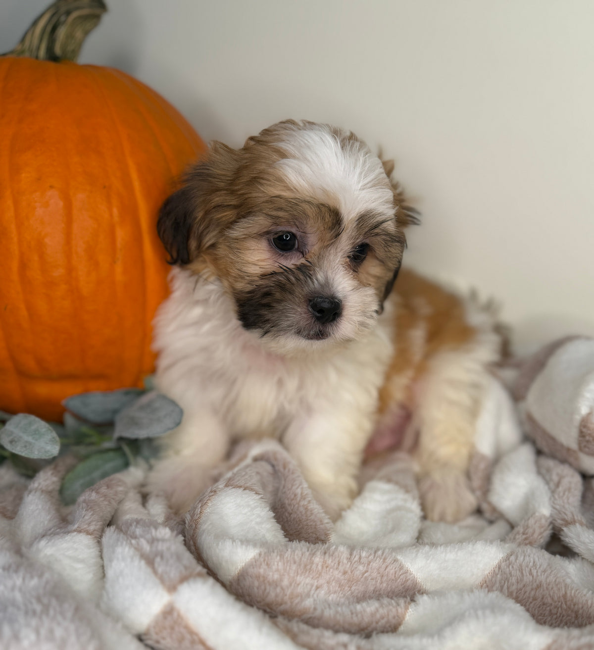 Winston: Maltipoo