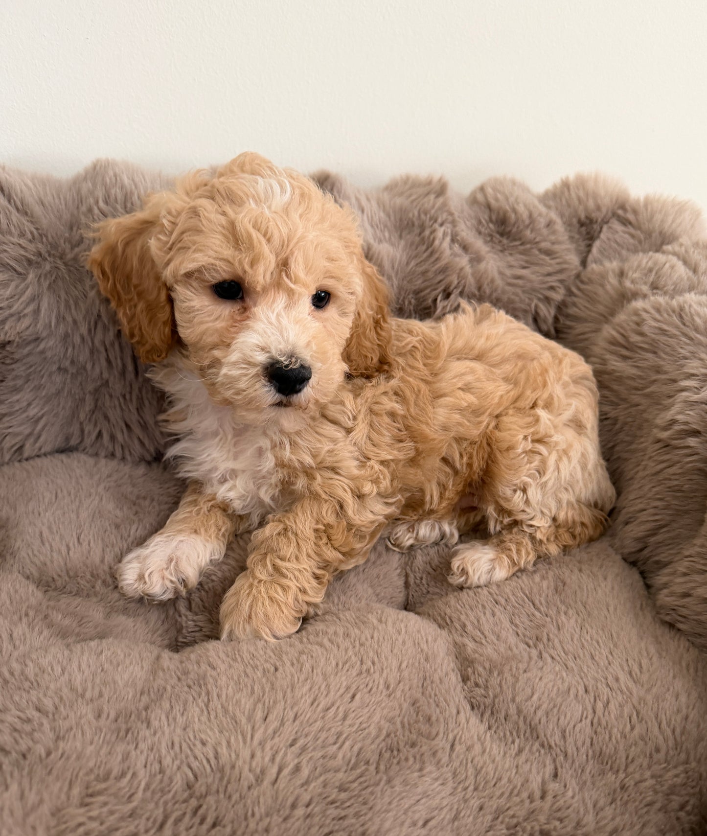 Teddy James🤎 | Male Maltipoo