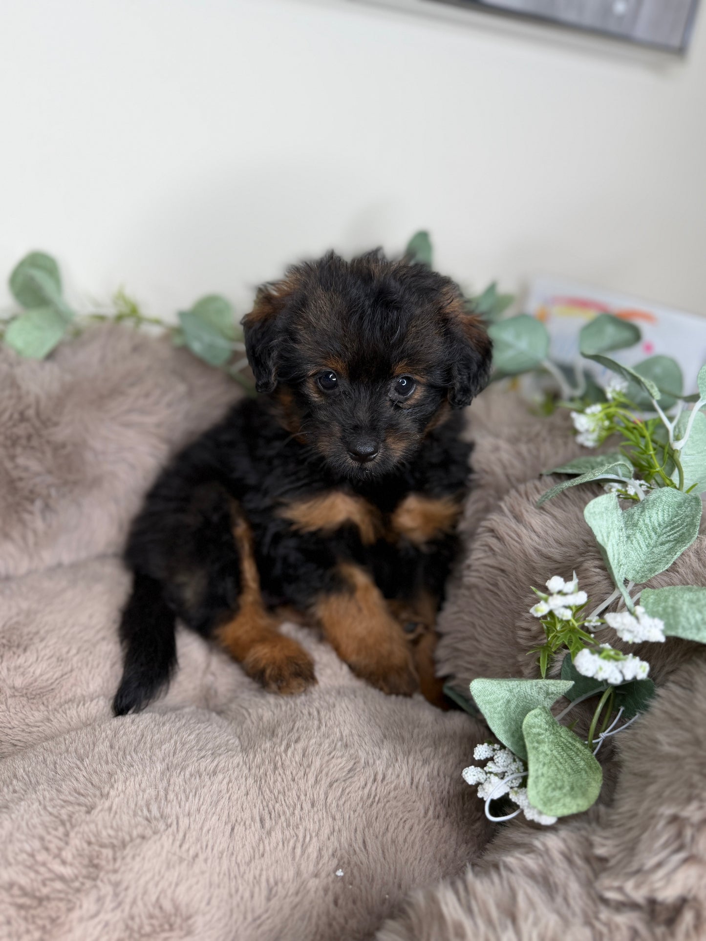 Onyx 🖤 | Male PomaPoo Puppy