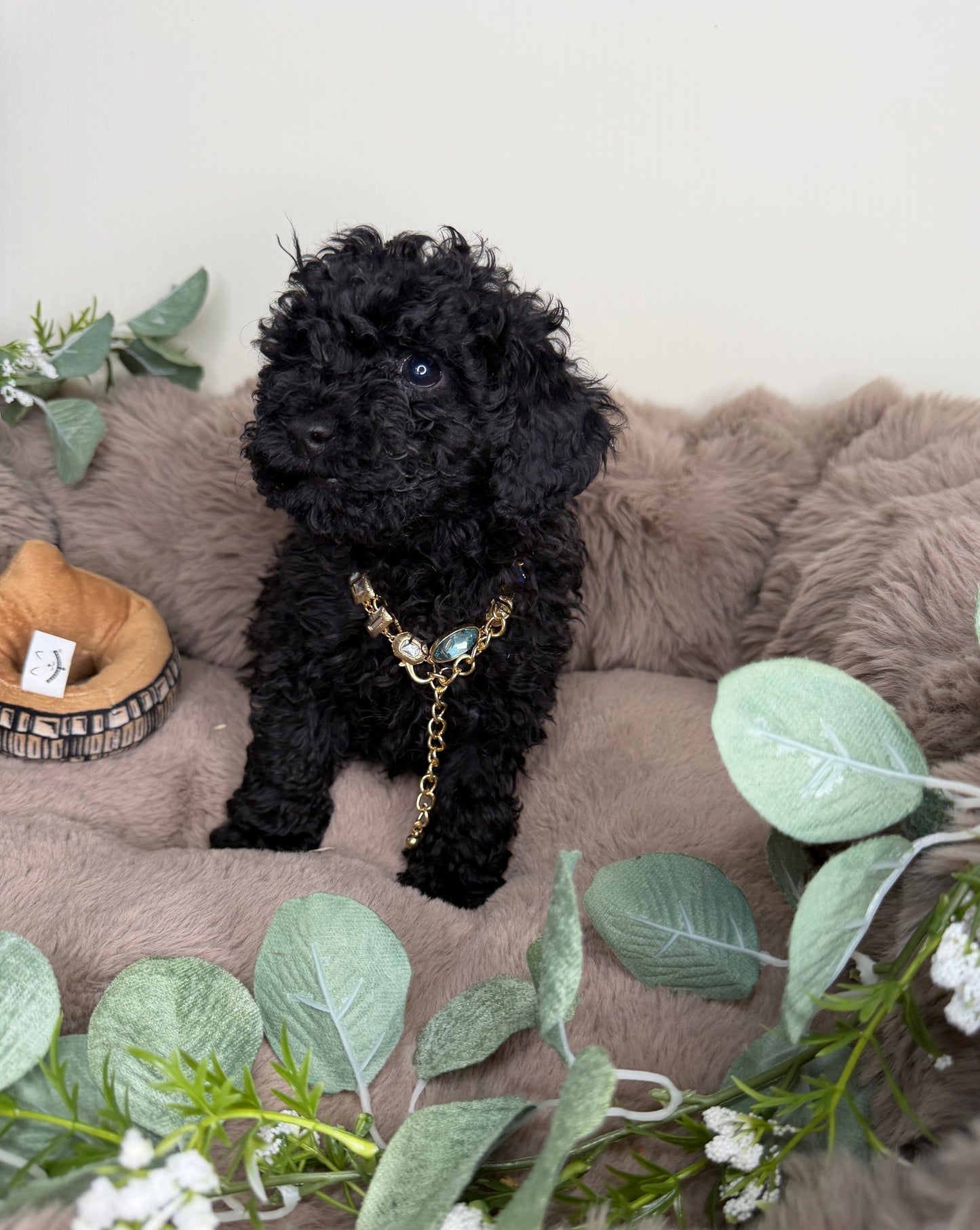 Diva 🖤 | Female Toy Poodle