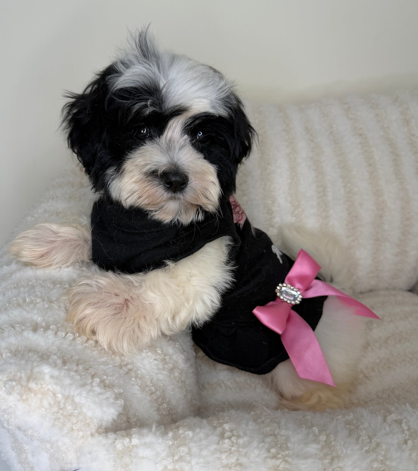 Meet Mochi • Female Teddy Bear 🐼✨