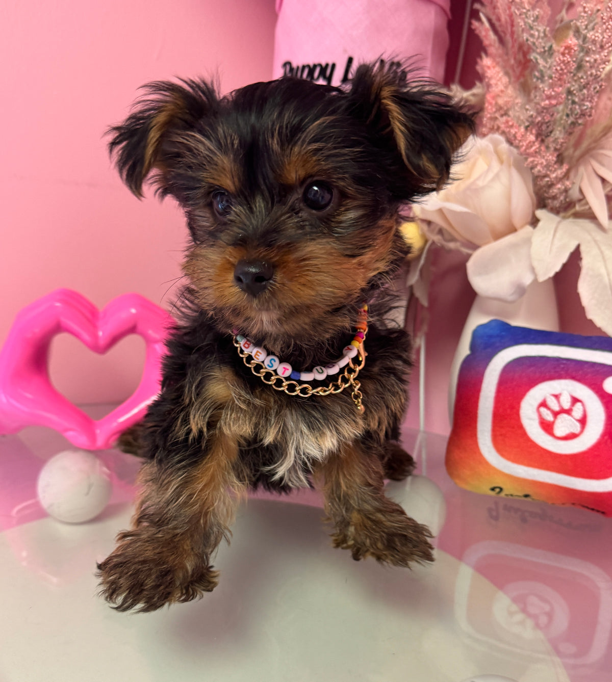 Yorkshire Terrier (Yorkie) | Special Order