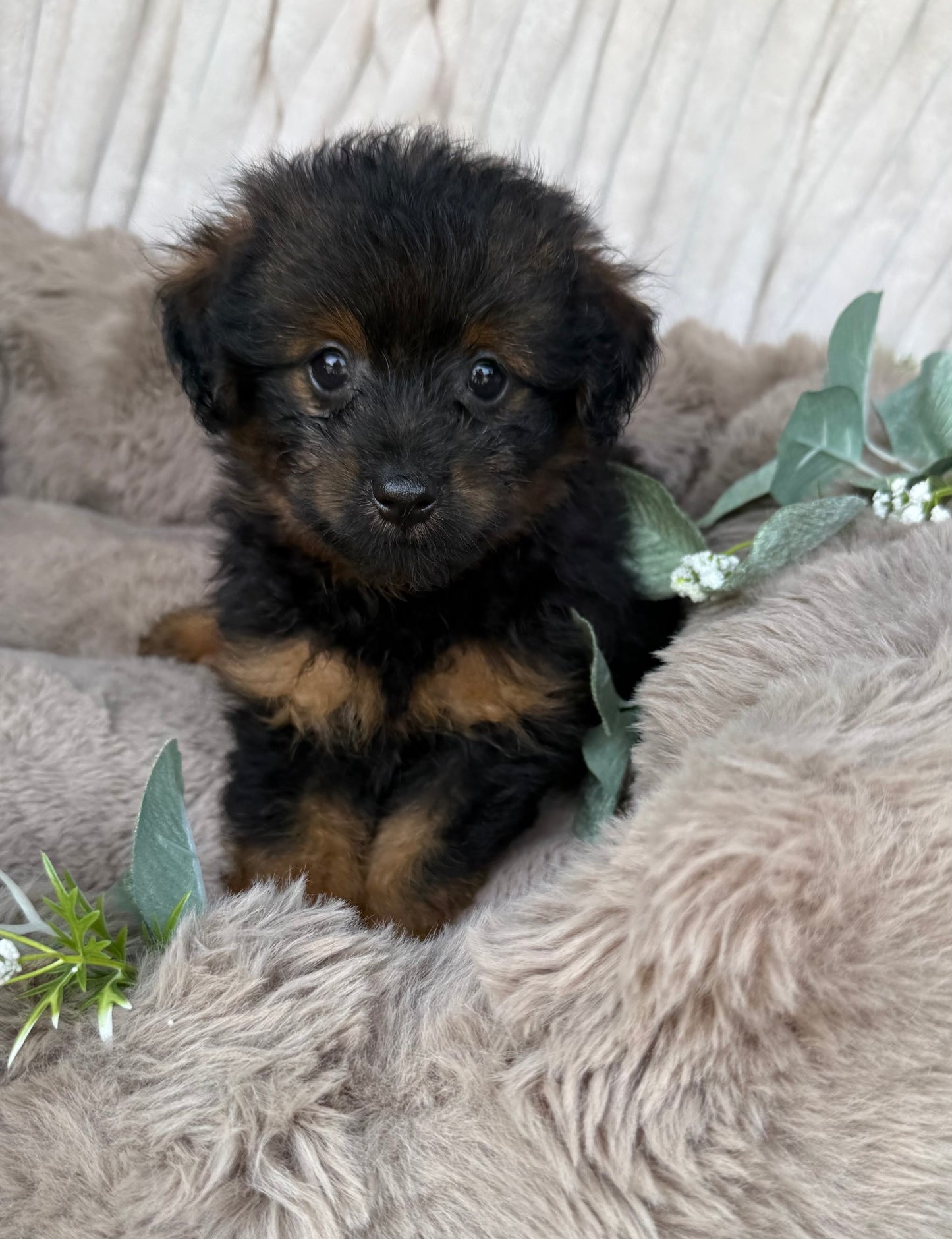 Onyx 🖤 | Male PomaPoo Puppy
