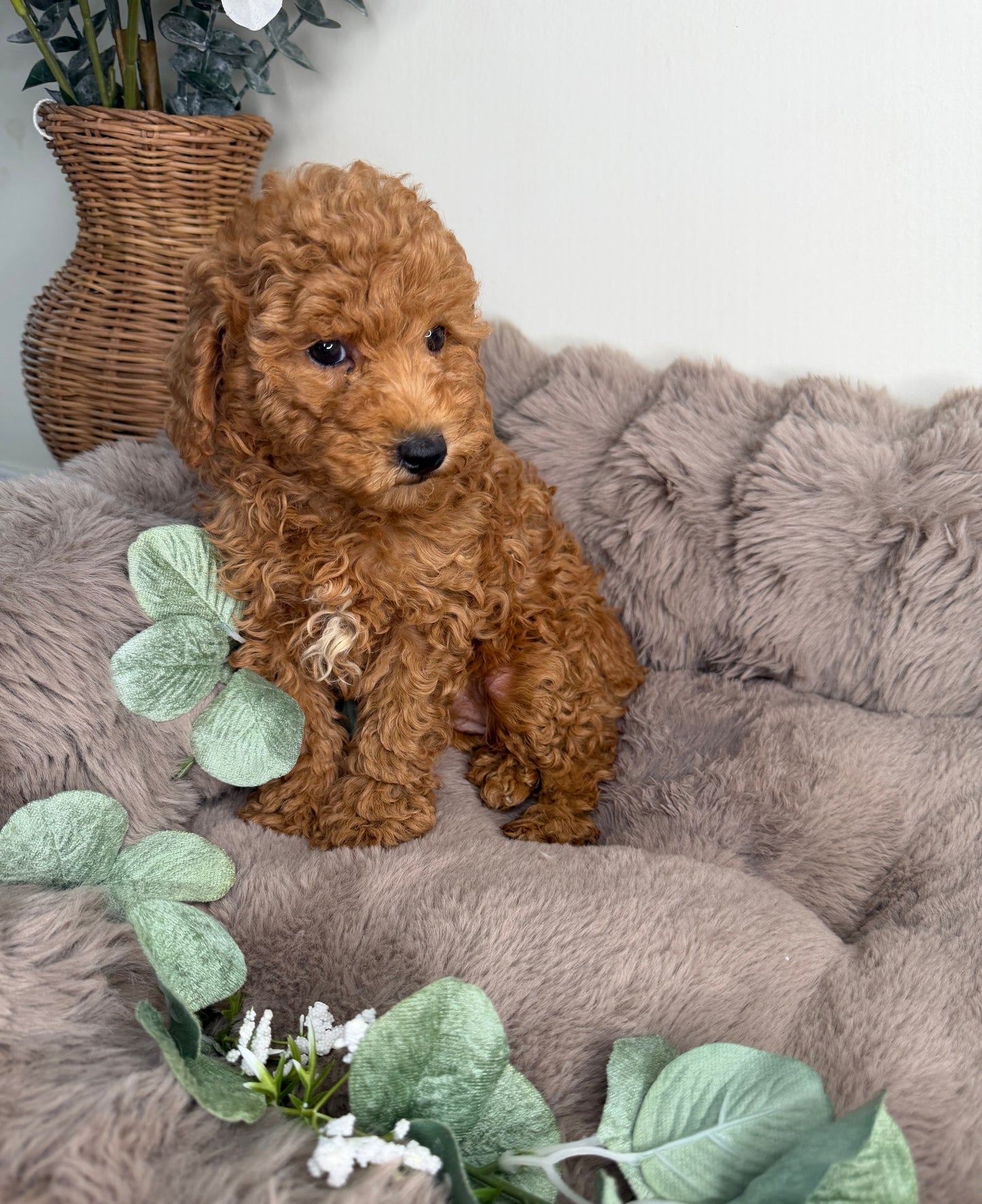 Honey 🍯 | Female Goldendoodle Puppy