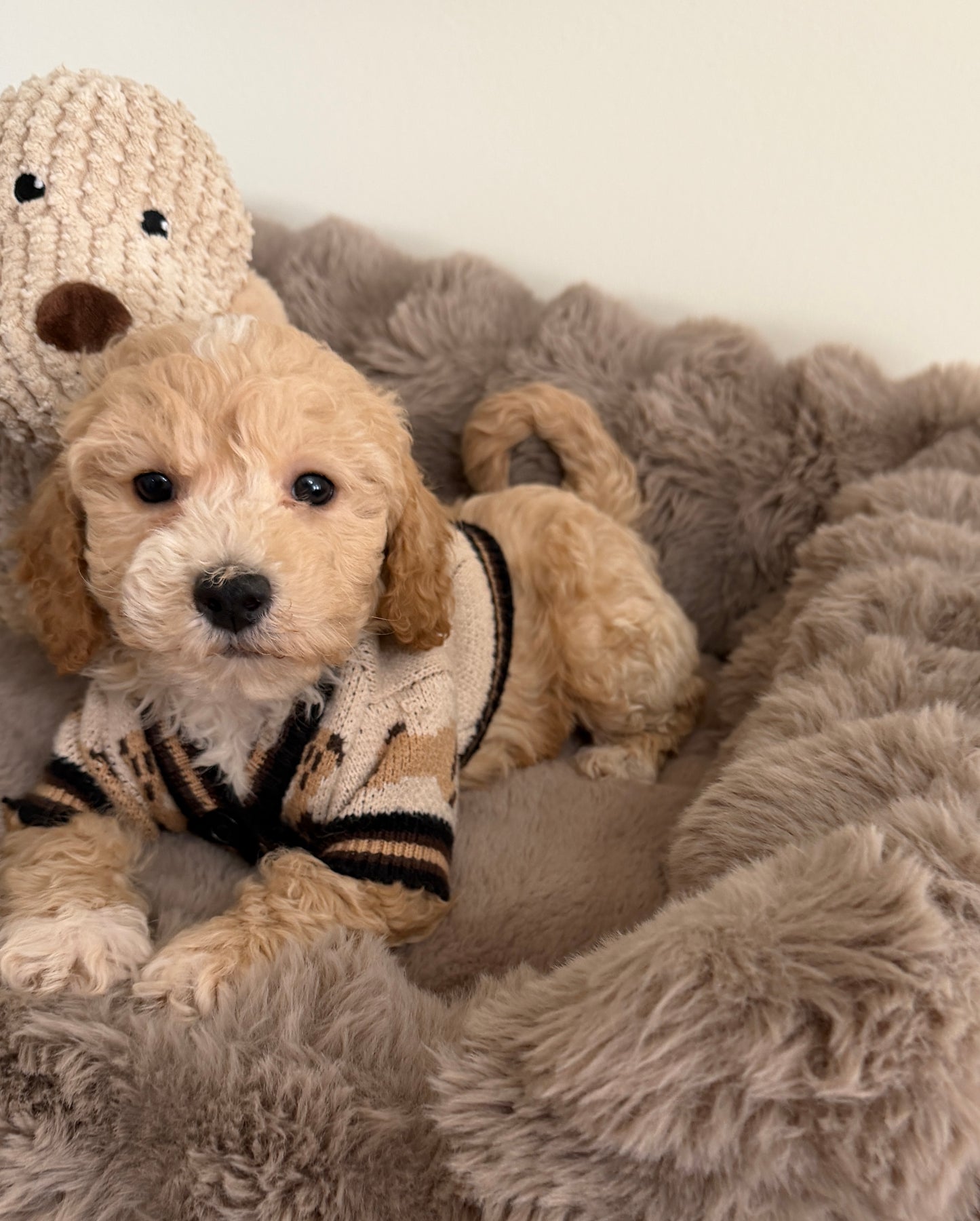Teddy James🤎 | Male Maltipoo