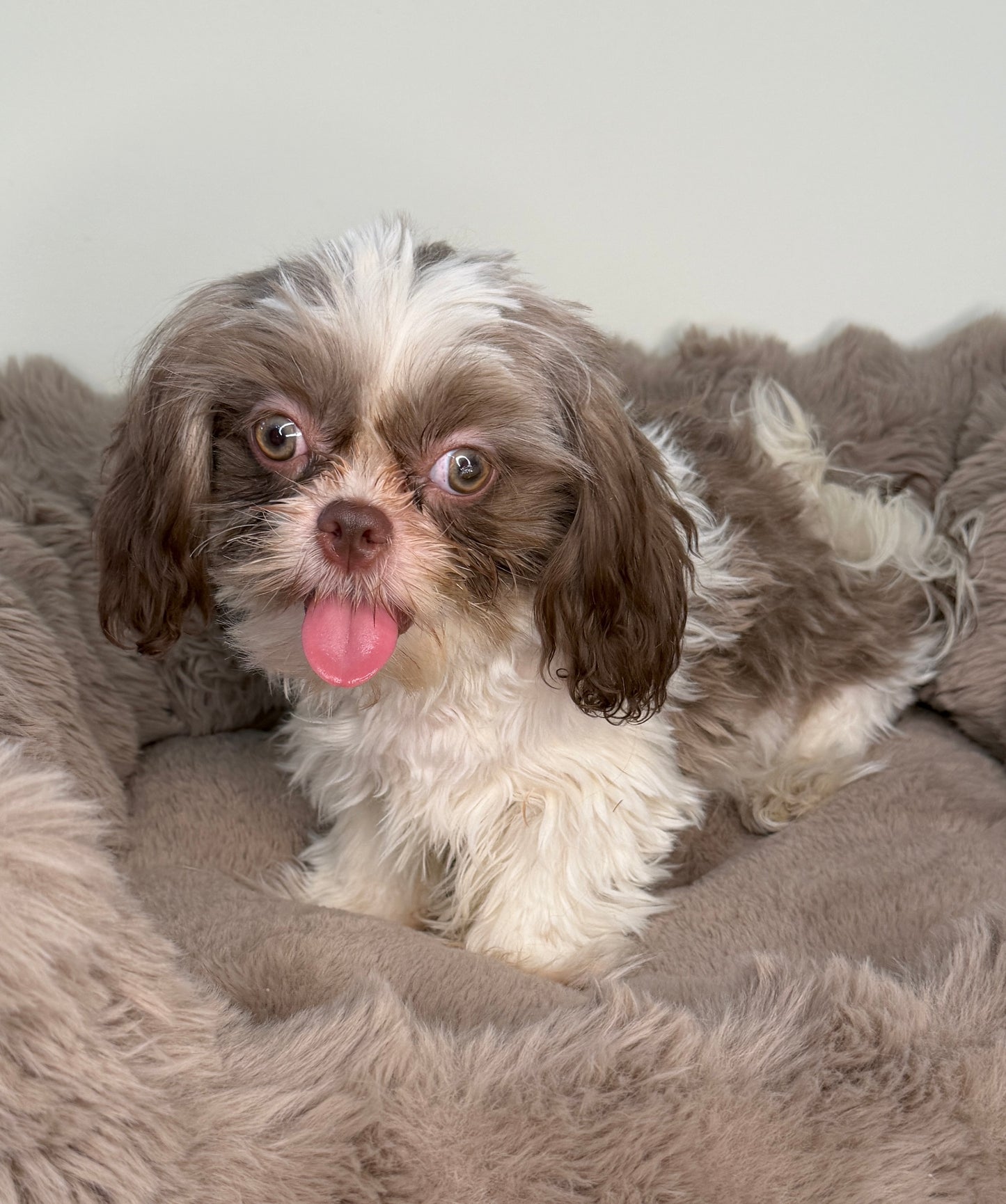 Tucker 💙 | Male Shih-Tzu Puppy