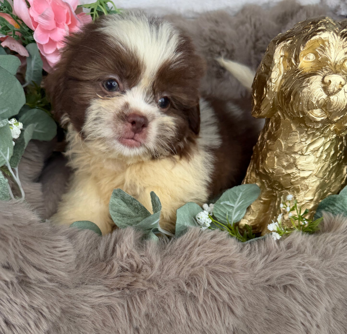 Chewy 🧸 | Male Teddy Bear Puppy