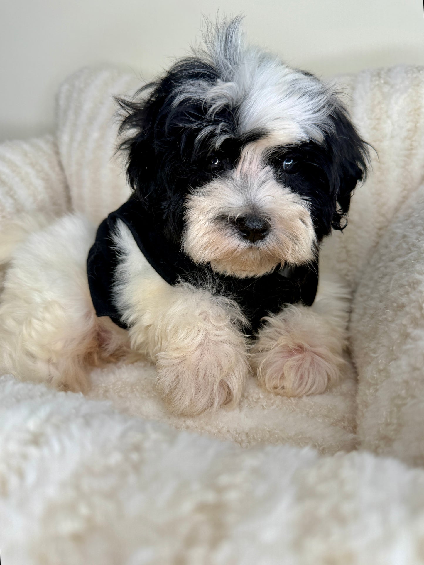 Meet Mochi • Female Teddy Bear 🐼✨