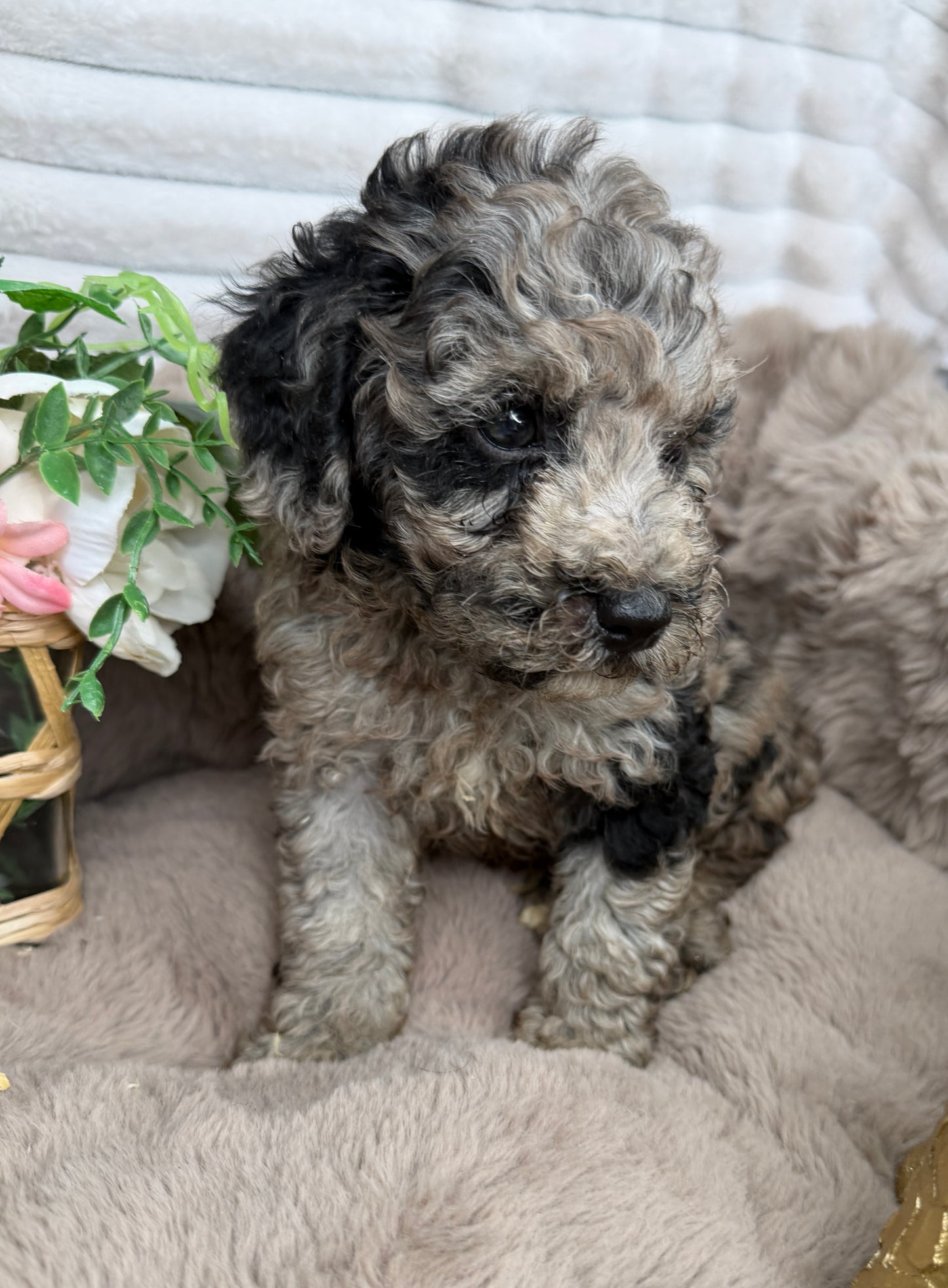 Atlas 💙 | Blue Merle Toy Poodle