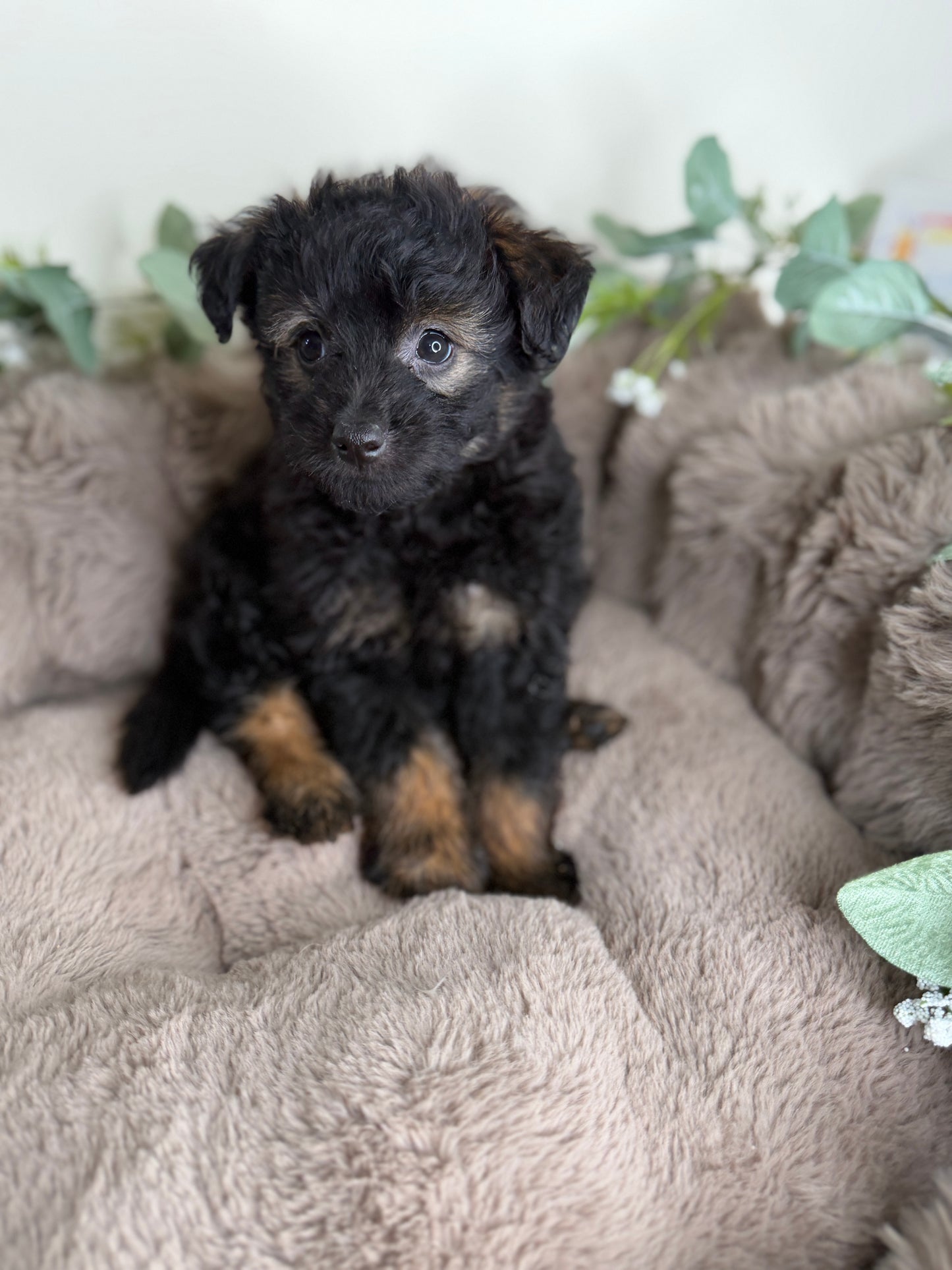Versace ✨ | Male PomaPoo Puppy