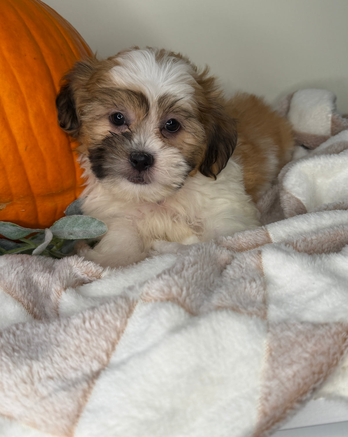 Winston: Maltipoo