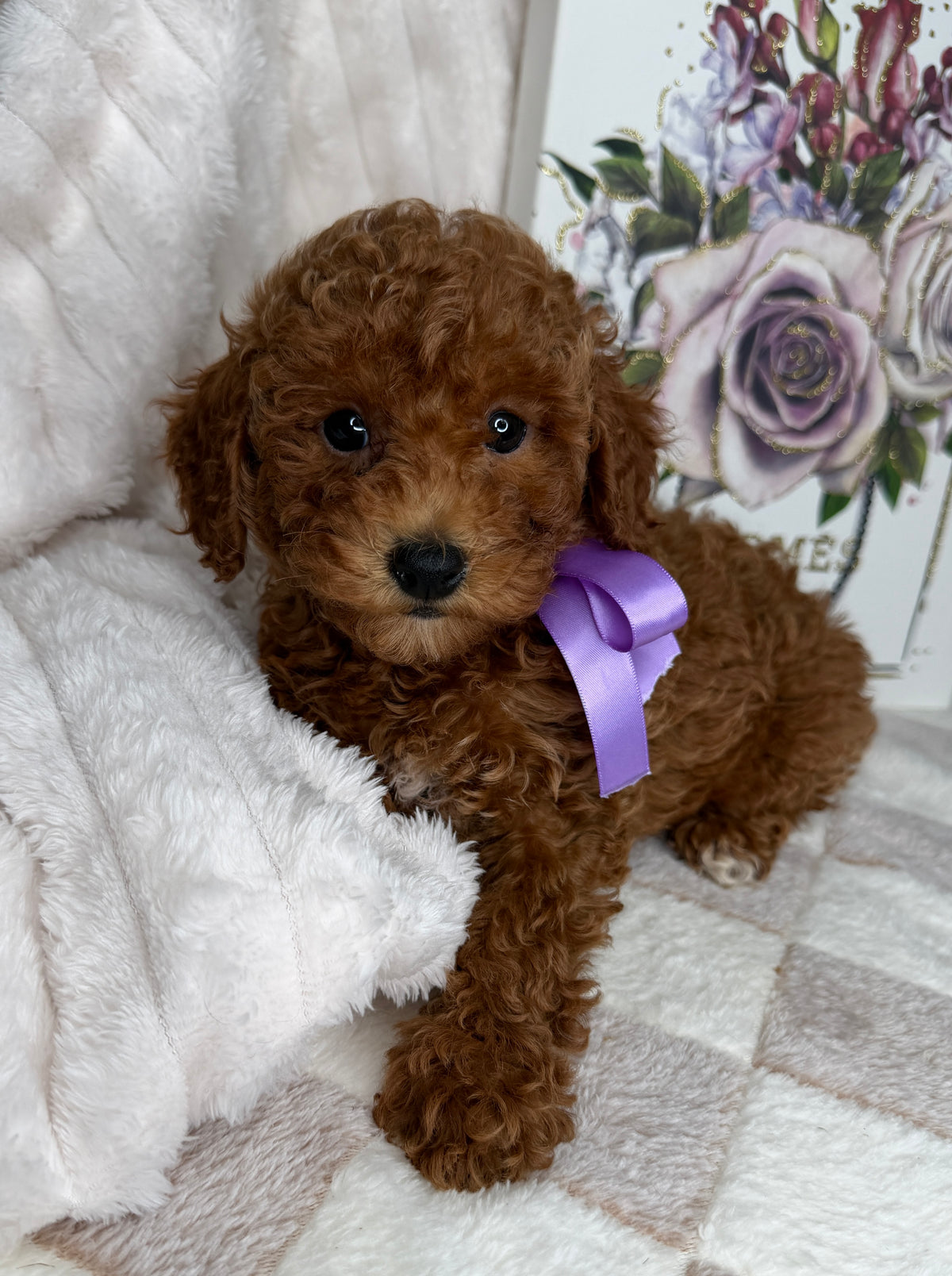 Muffin 🎀 | Female Toy Goldendoodle Puppy