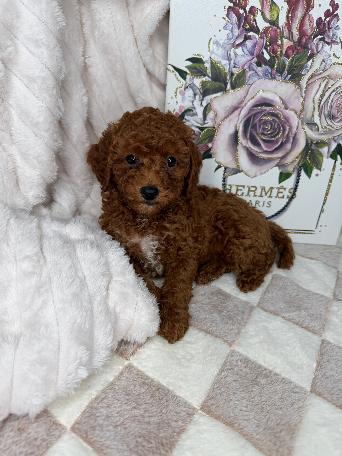 Royce 💙 | Toy Male Goldendoodle Puppy