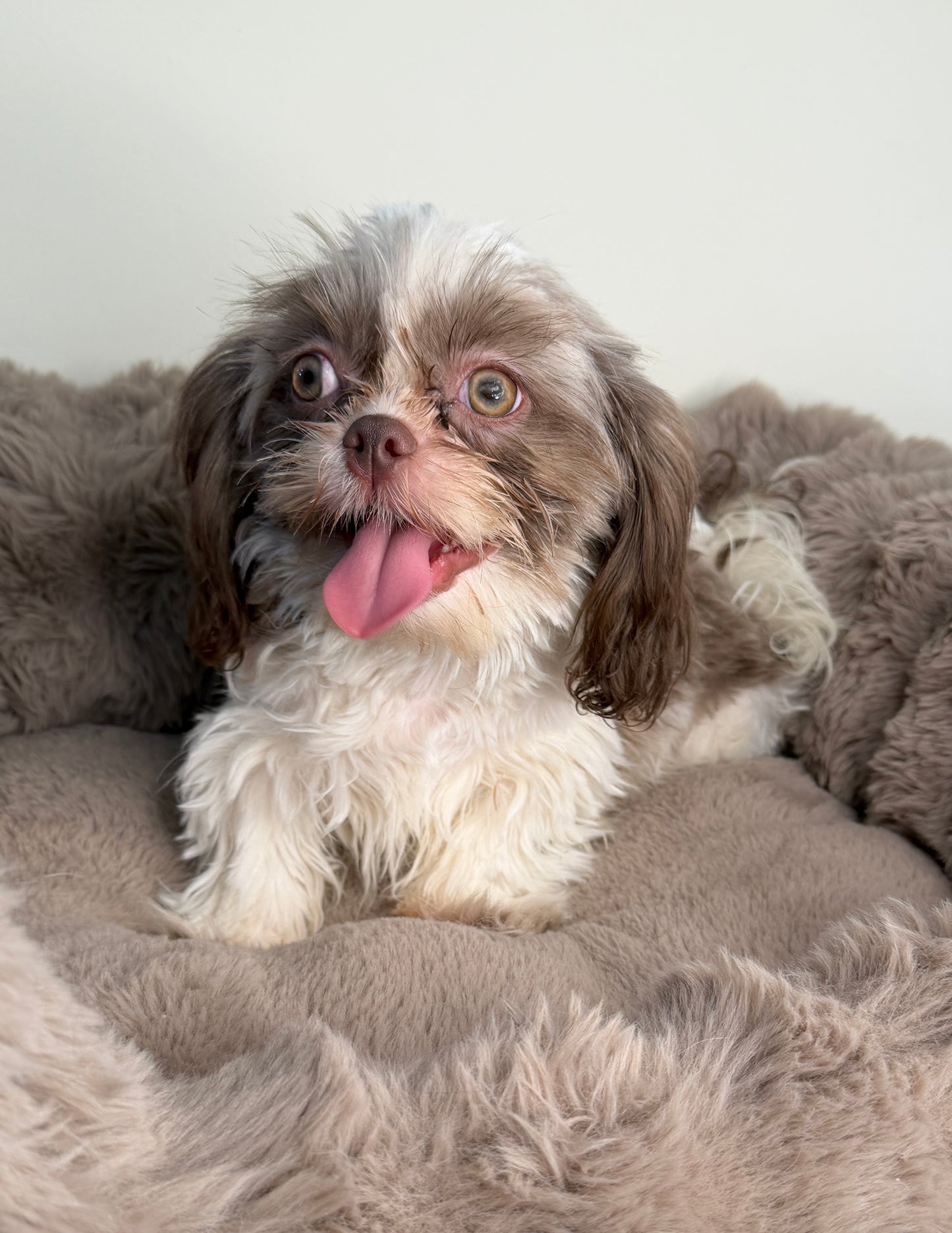 Tucker 💙 | Male Shih-Tzu Puppy