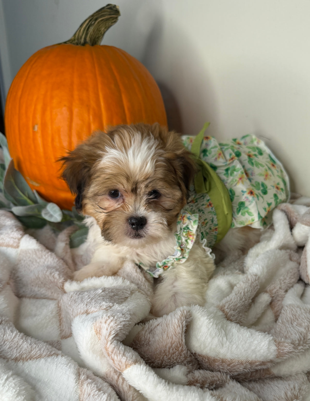 Clover: Maltipoo Girl