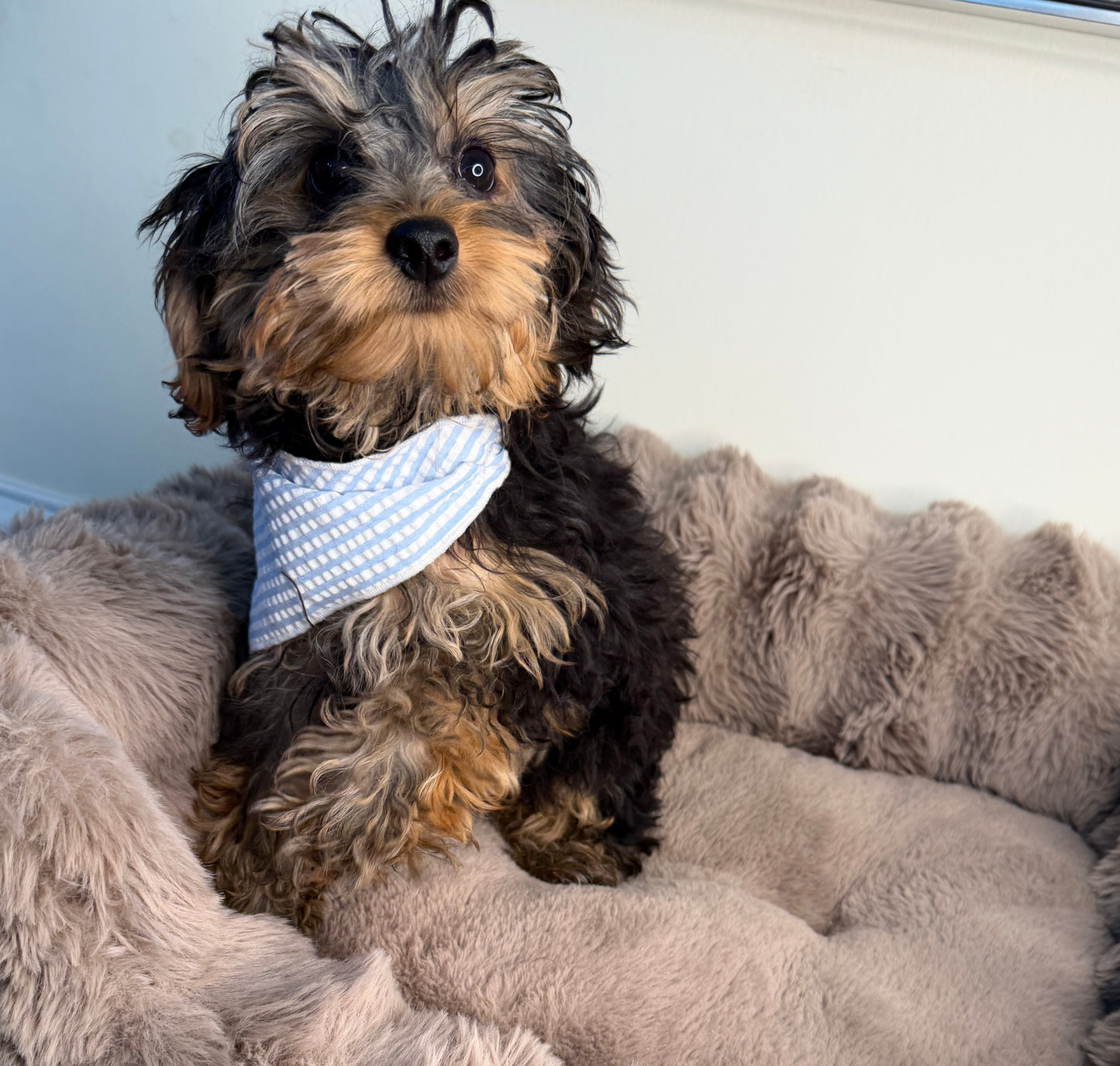 Kensington 💙 | Male Yorkie Poo Puppy