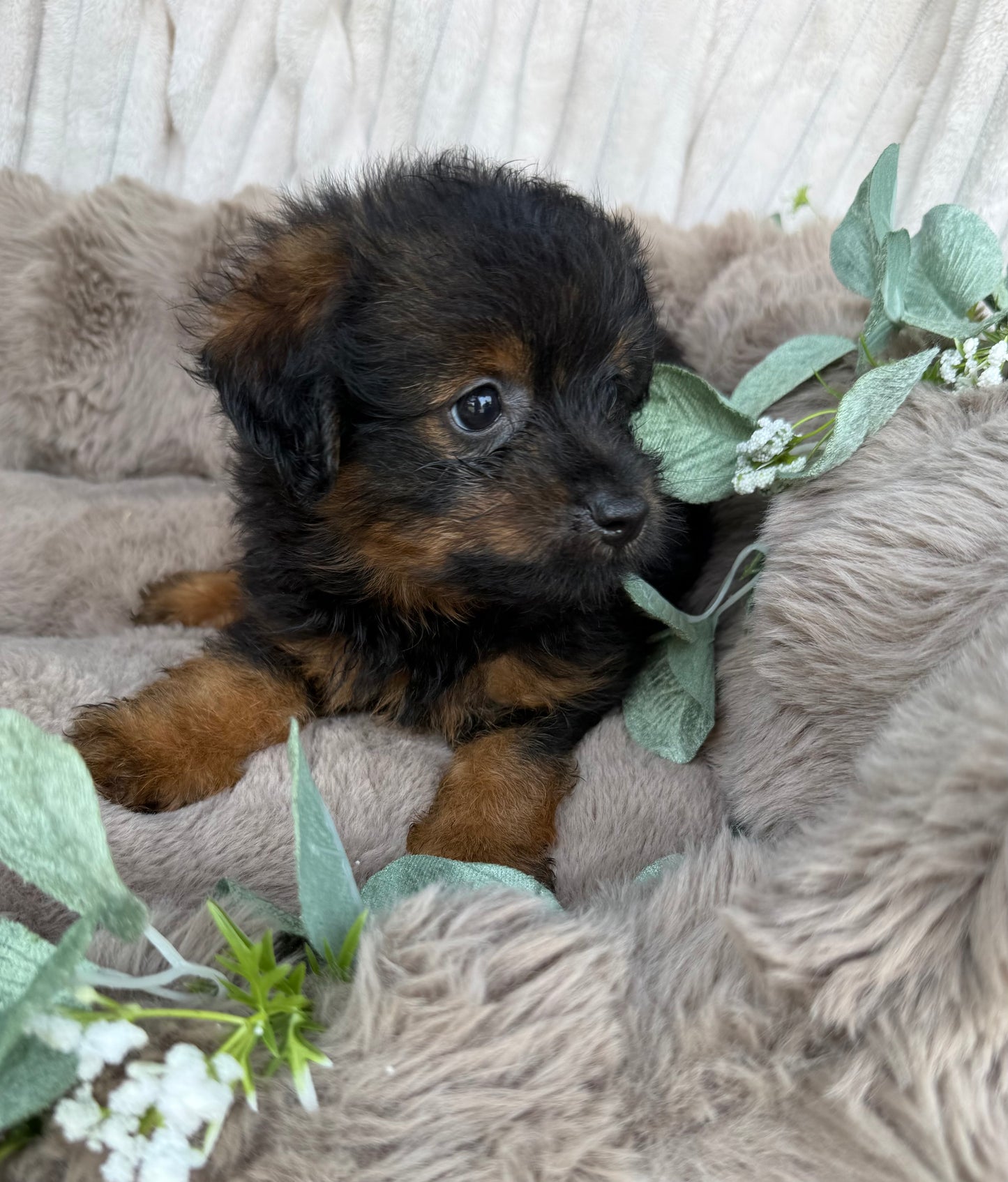 Onyx 🖤 | Male PomaPoo Puppy