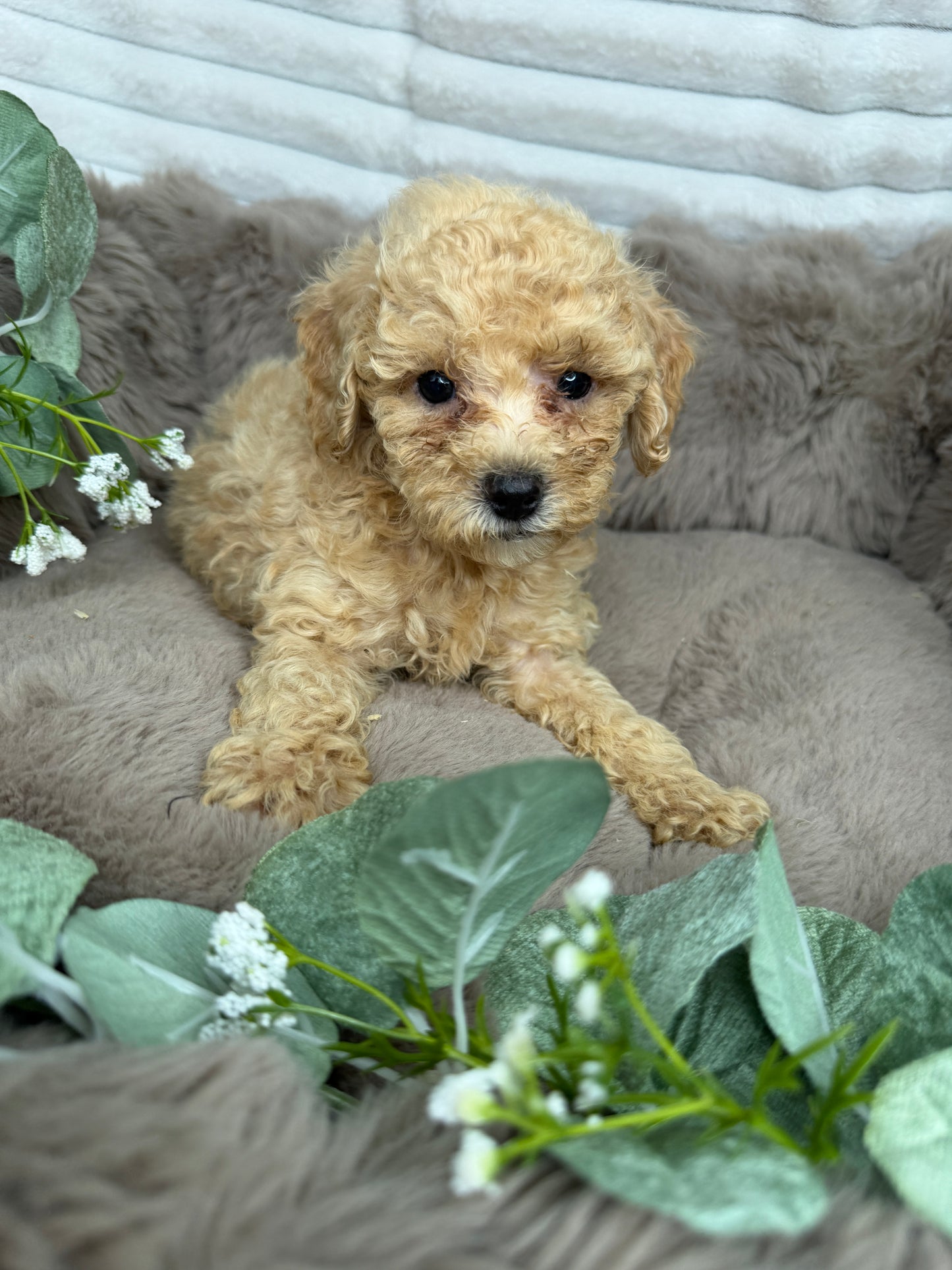 Toffee 🤎 | Male Cavapoo Puppy