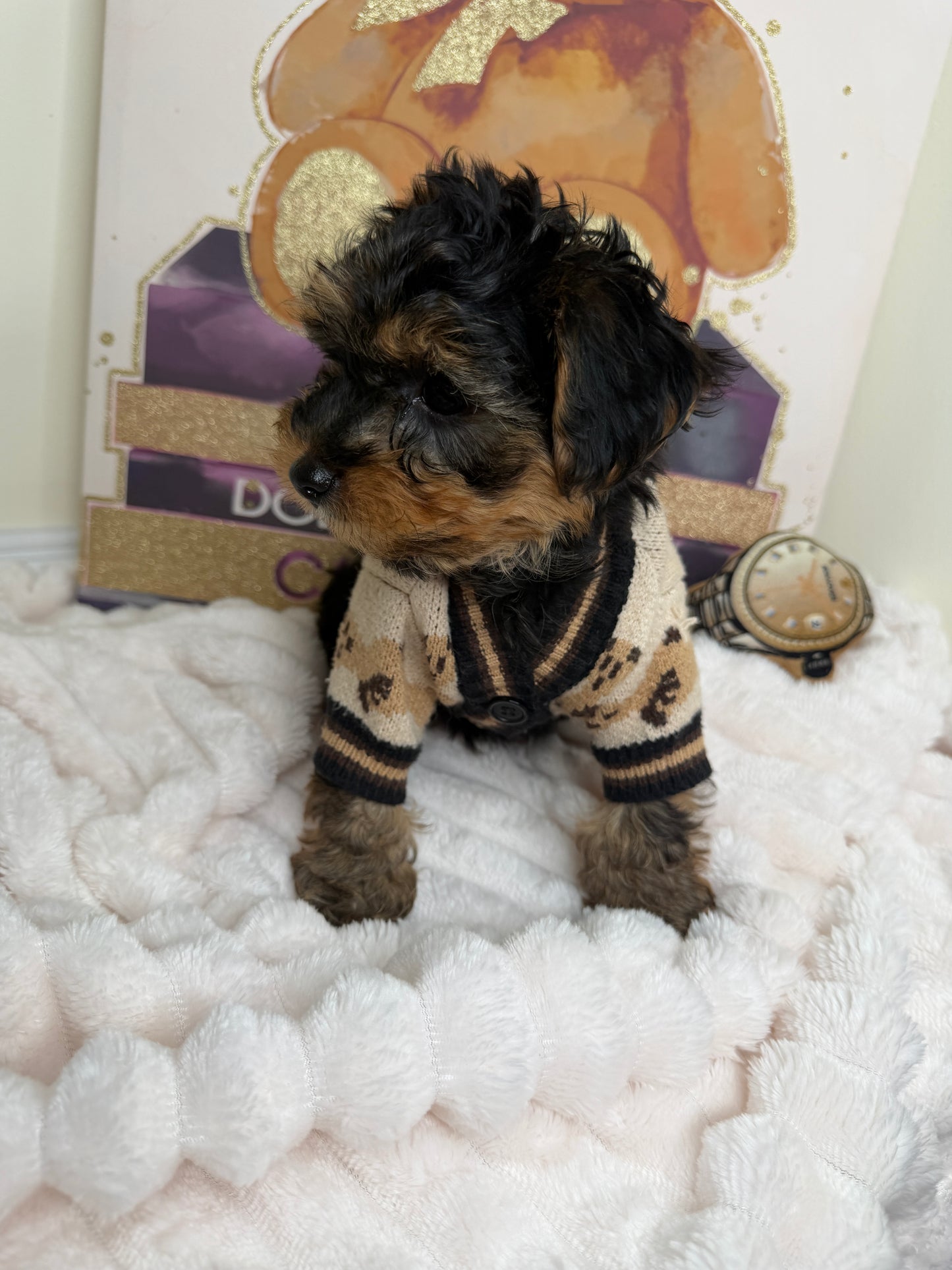 Kensington ✨Male Yorkiepoo