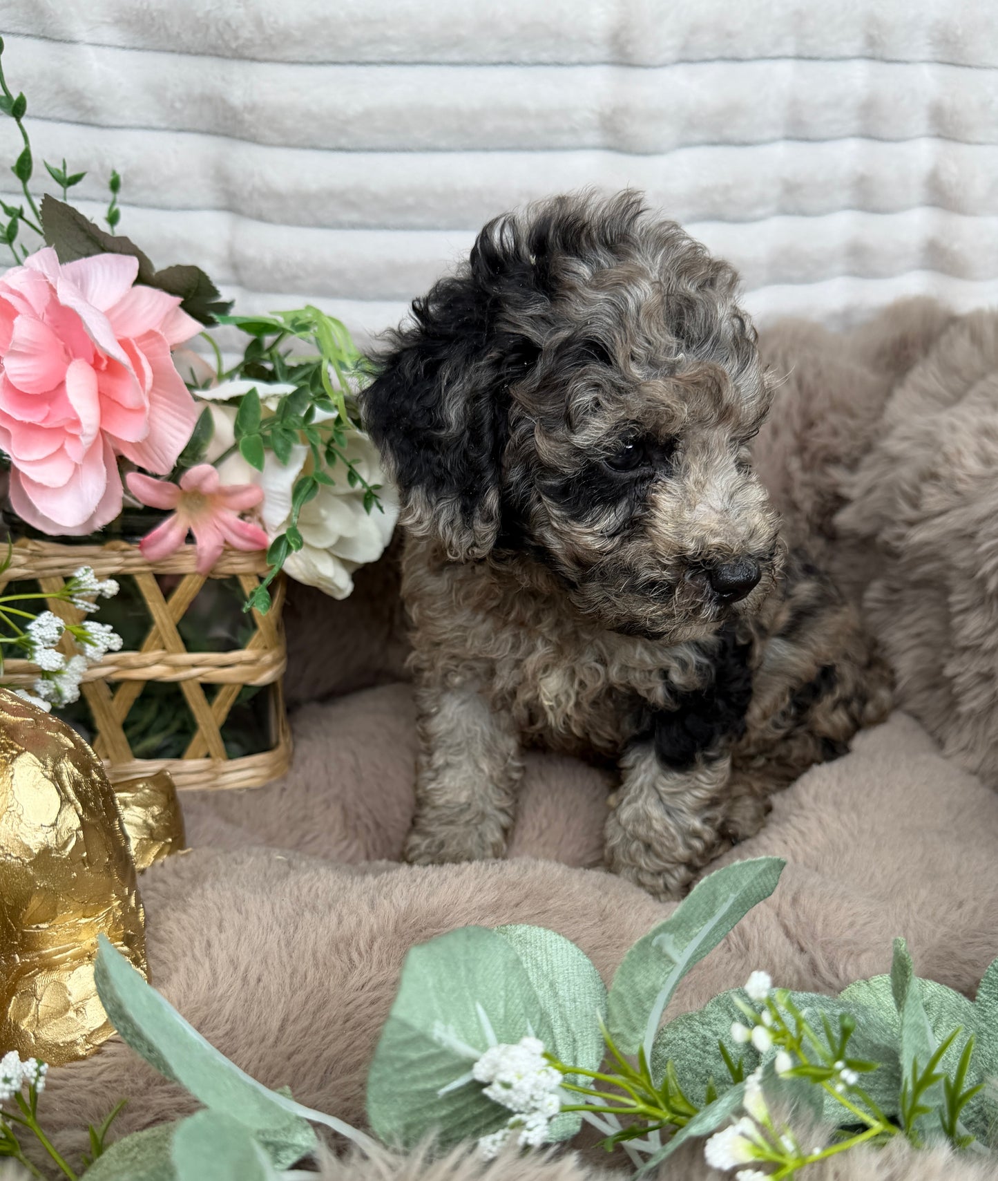 Atlas 💙 | Blue Merle Toy Poodle