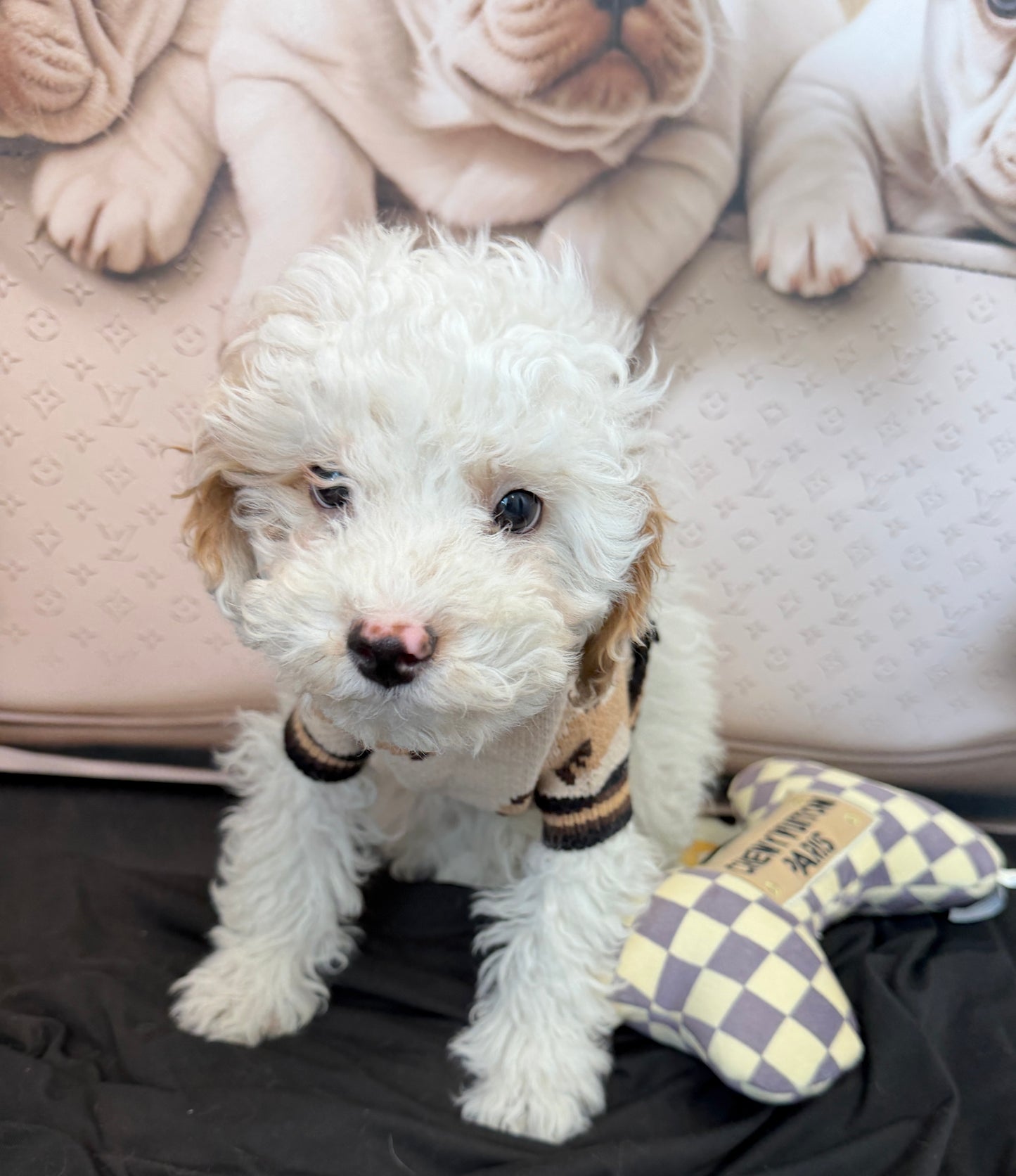 “Theo James” Toy Poodle • Male