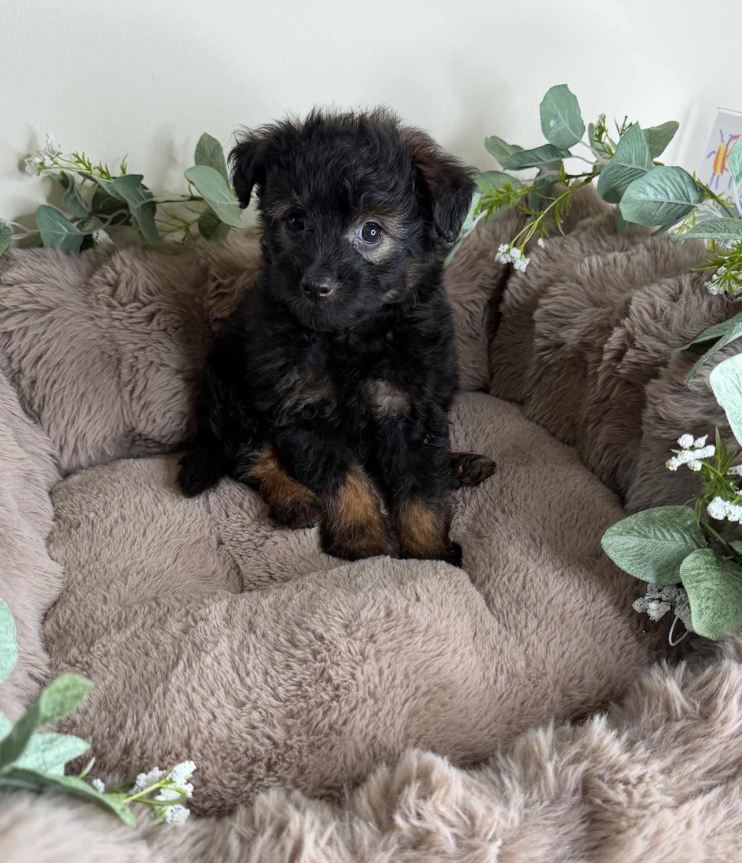 Versace ✨ | Male PomaPoo Puppy
