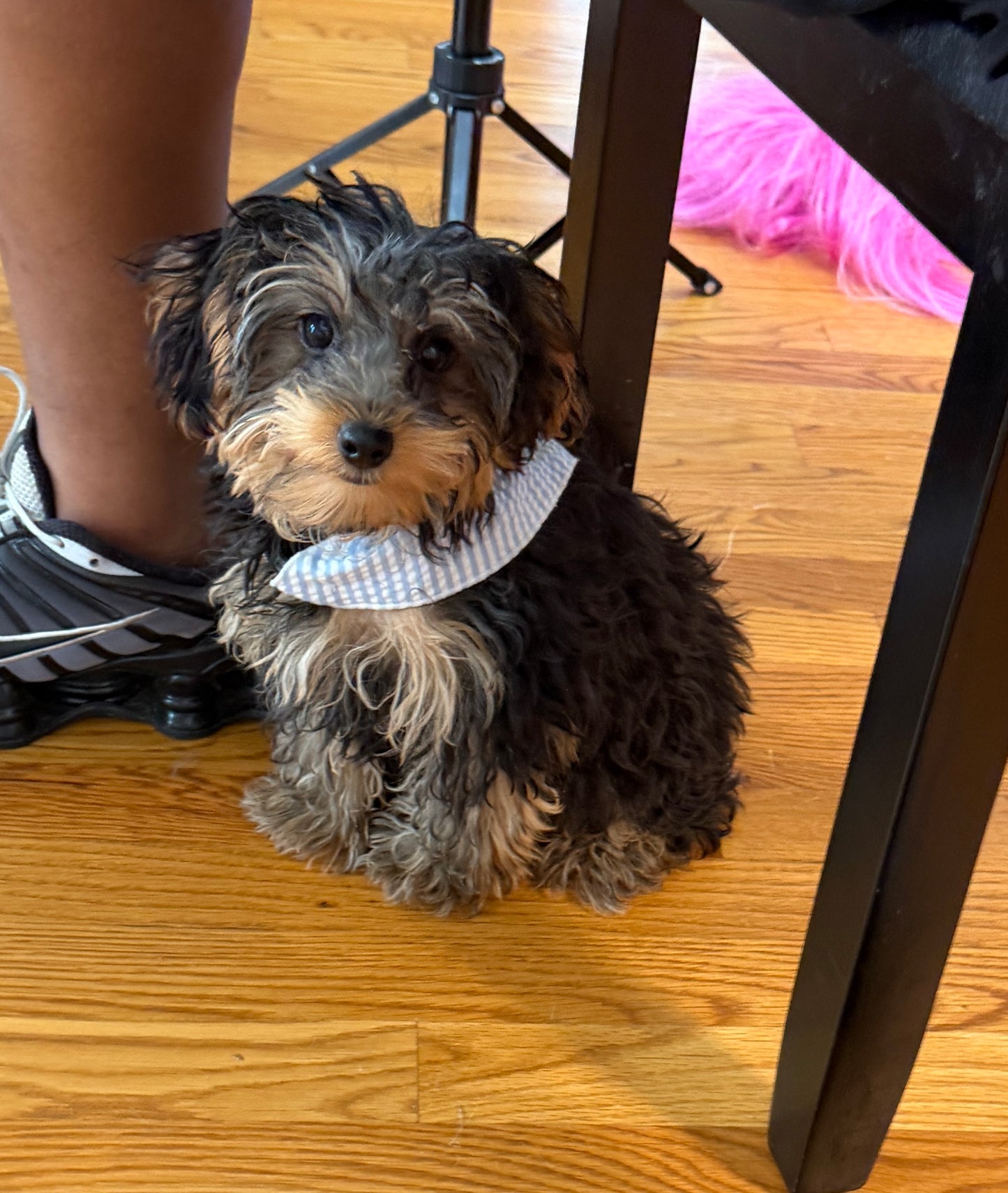 Kensington 💙 | Male Yorkie Poo Puppy