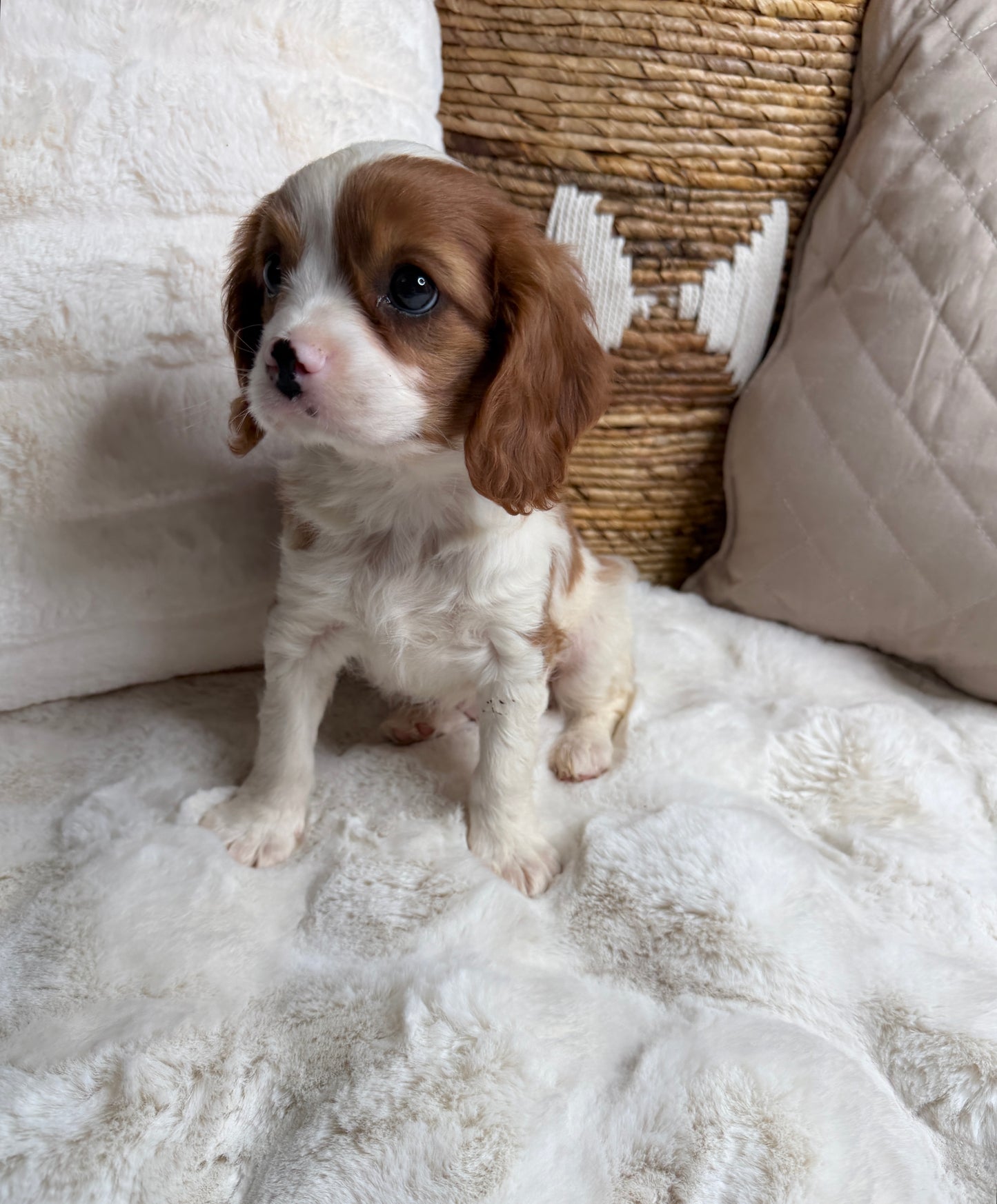 Leo: Male Cavalier King Charles Spaniel