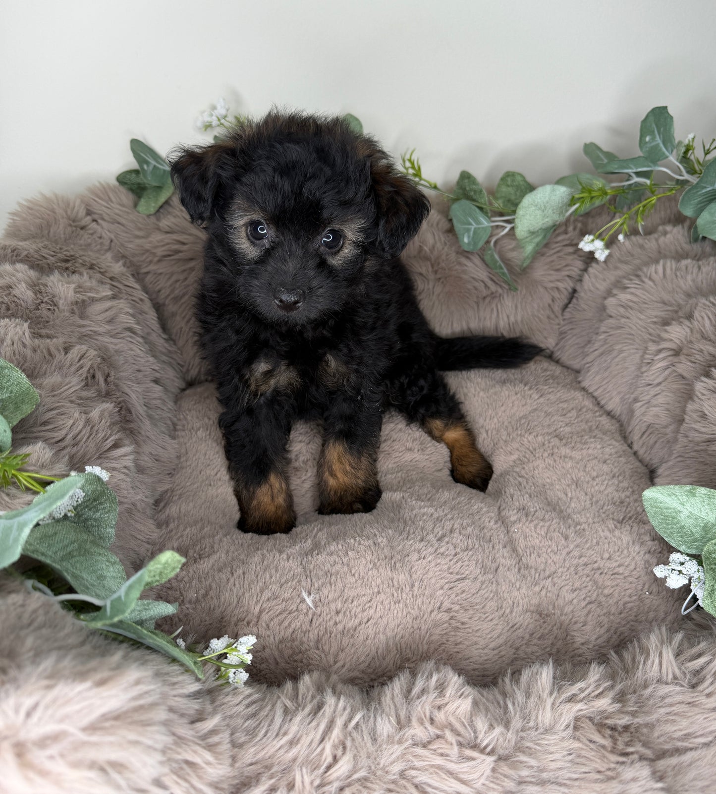Versace ✨ | Male PomaPoo Puppy