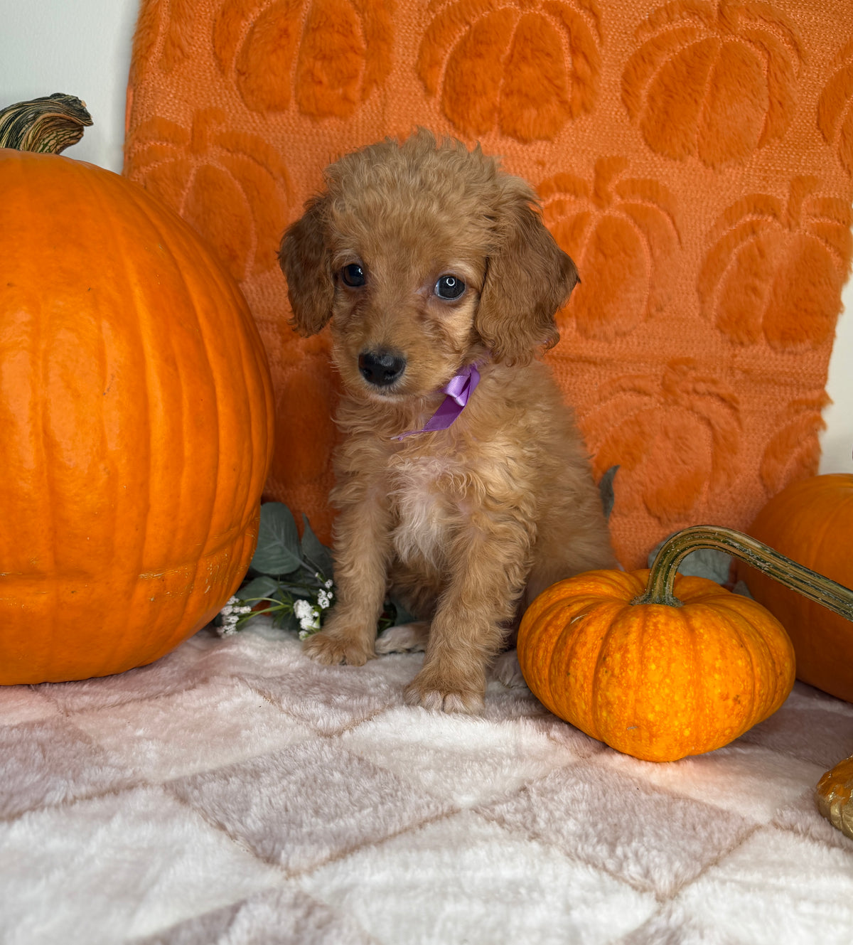 Penelope: Toy Poodle