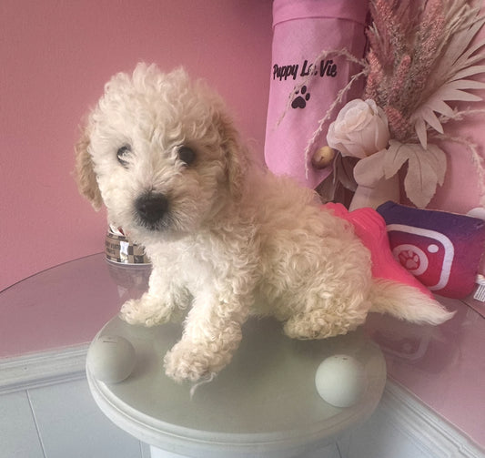 Meet “Theo” mini golden doodle